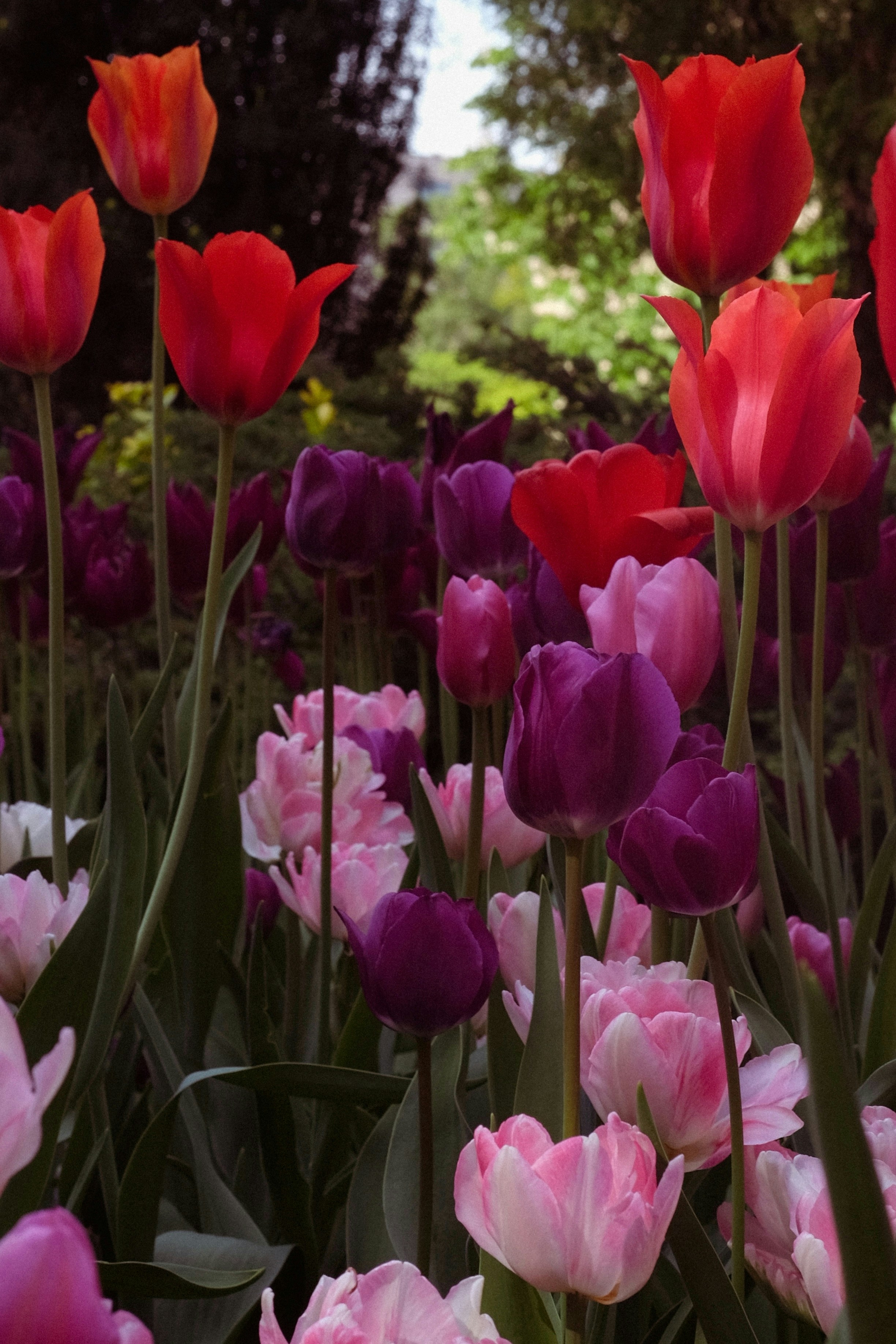 Un champ vibrant de tulipes colorées en fleurs.