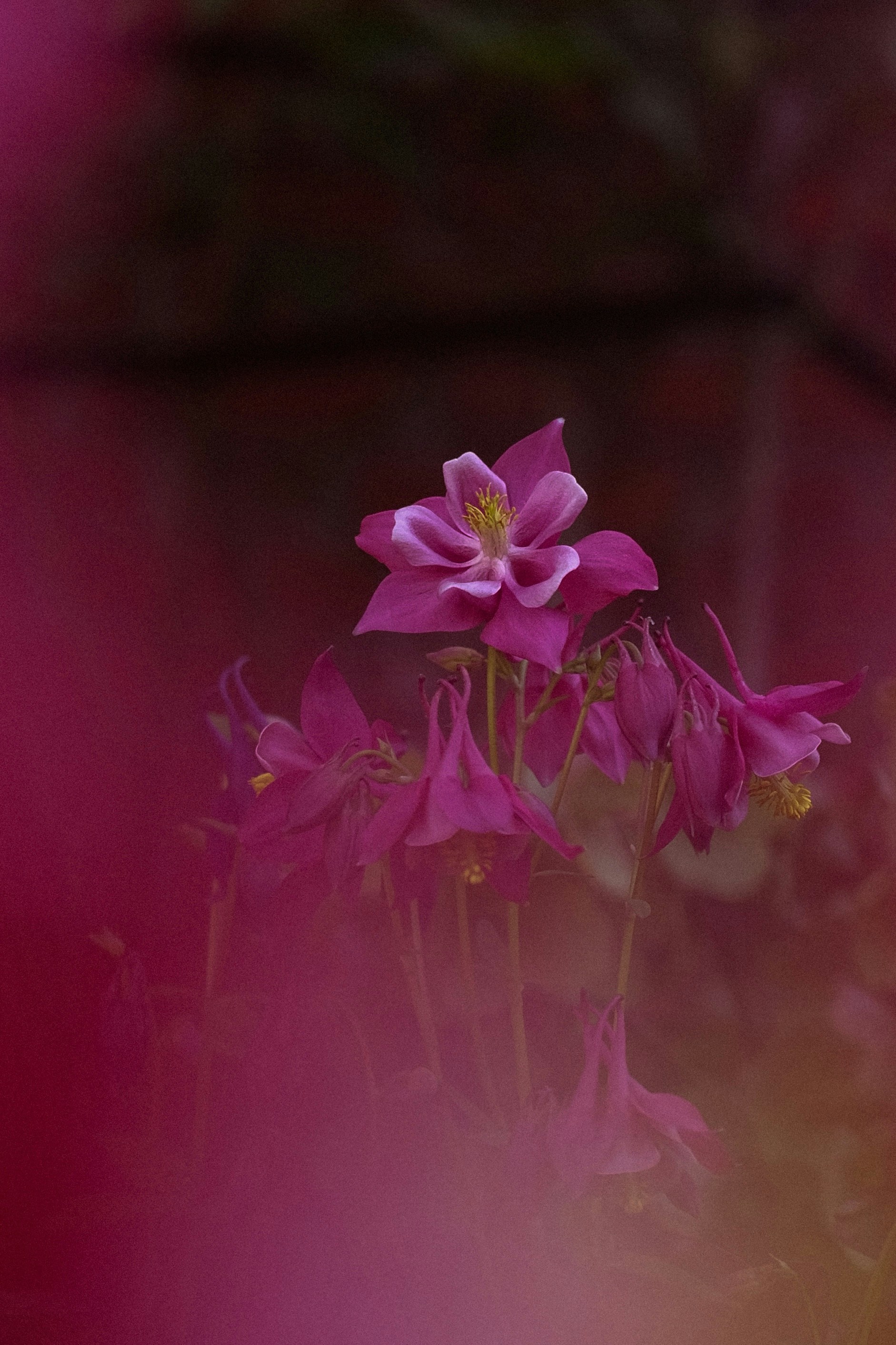 Les fleurs de colombines roses éclosent en flou doux.