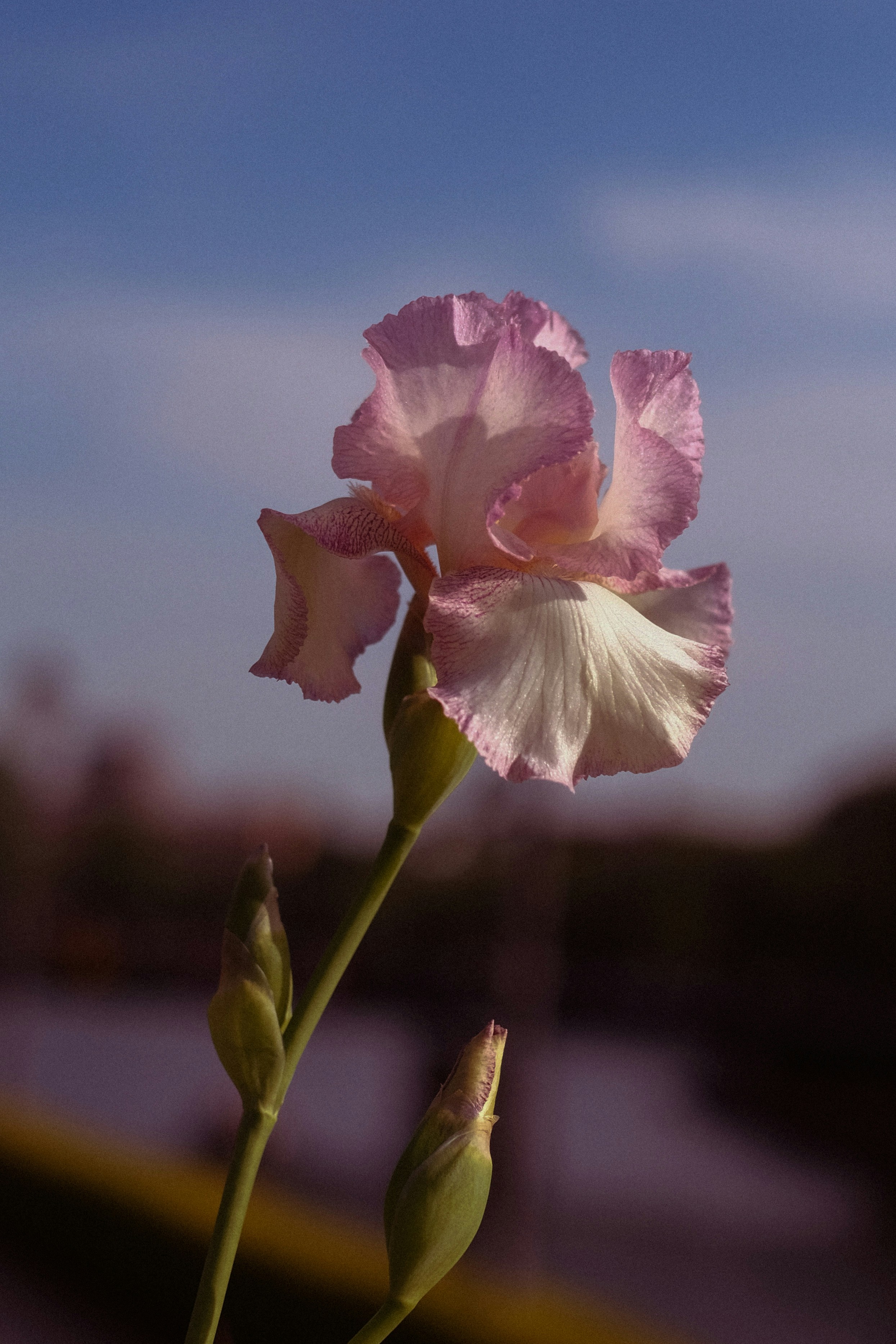 Une délicate fleur d’iris rose et blanc fleurit.