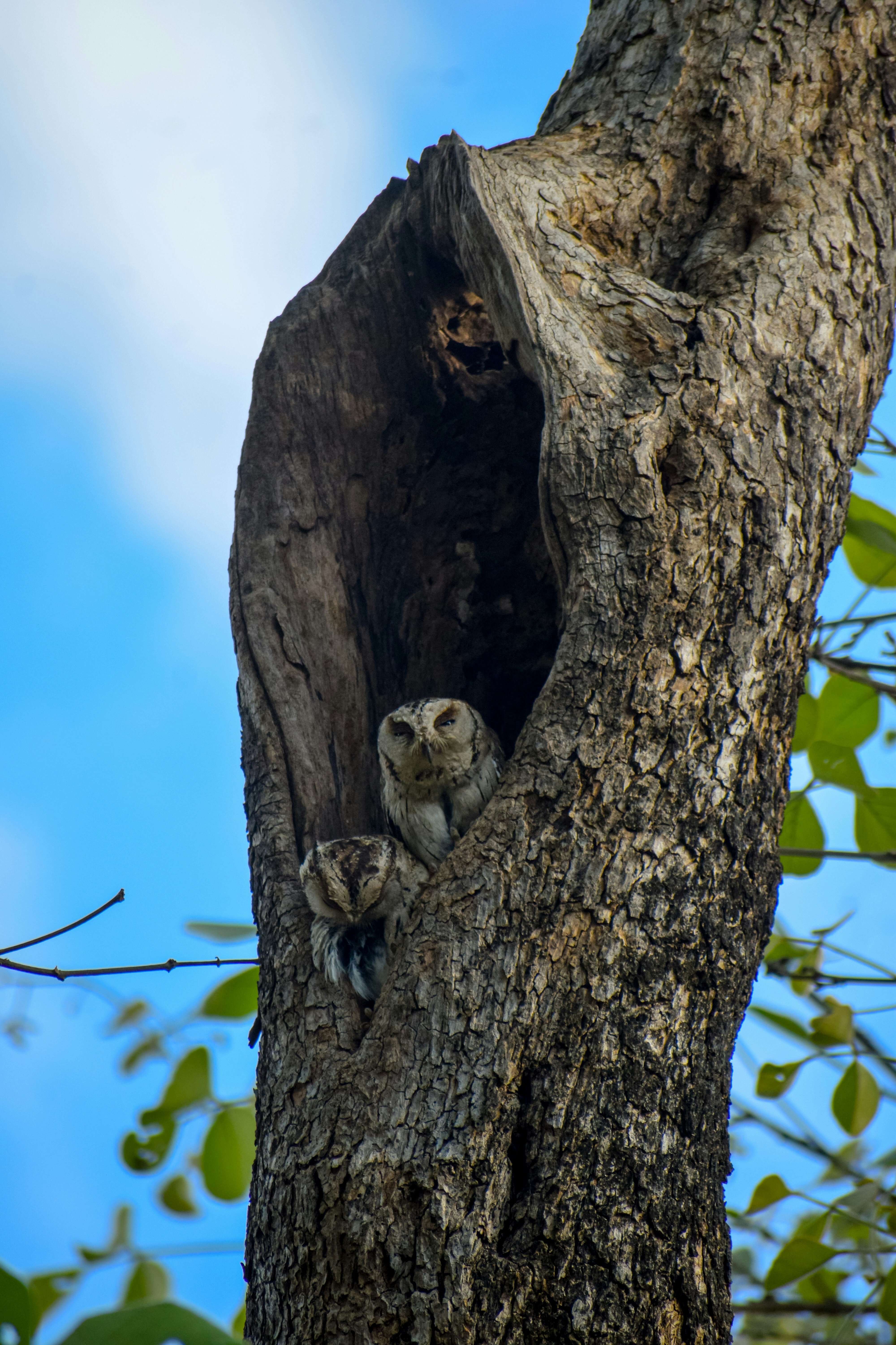 Photo by anujmalgundkar