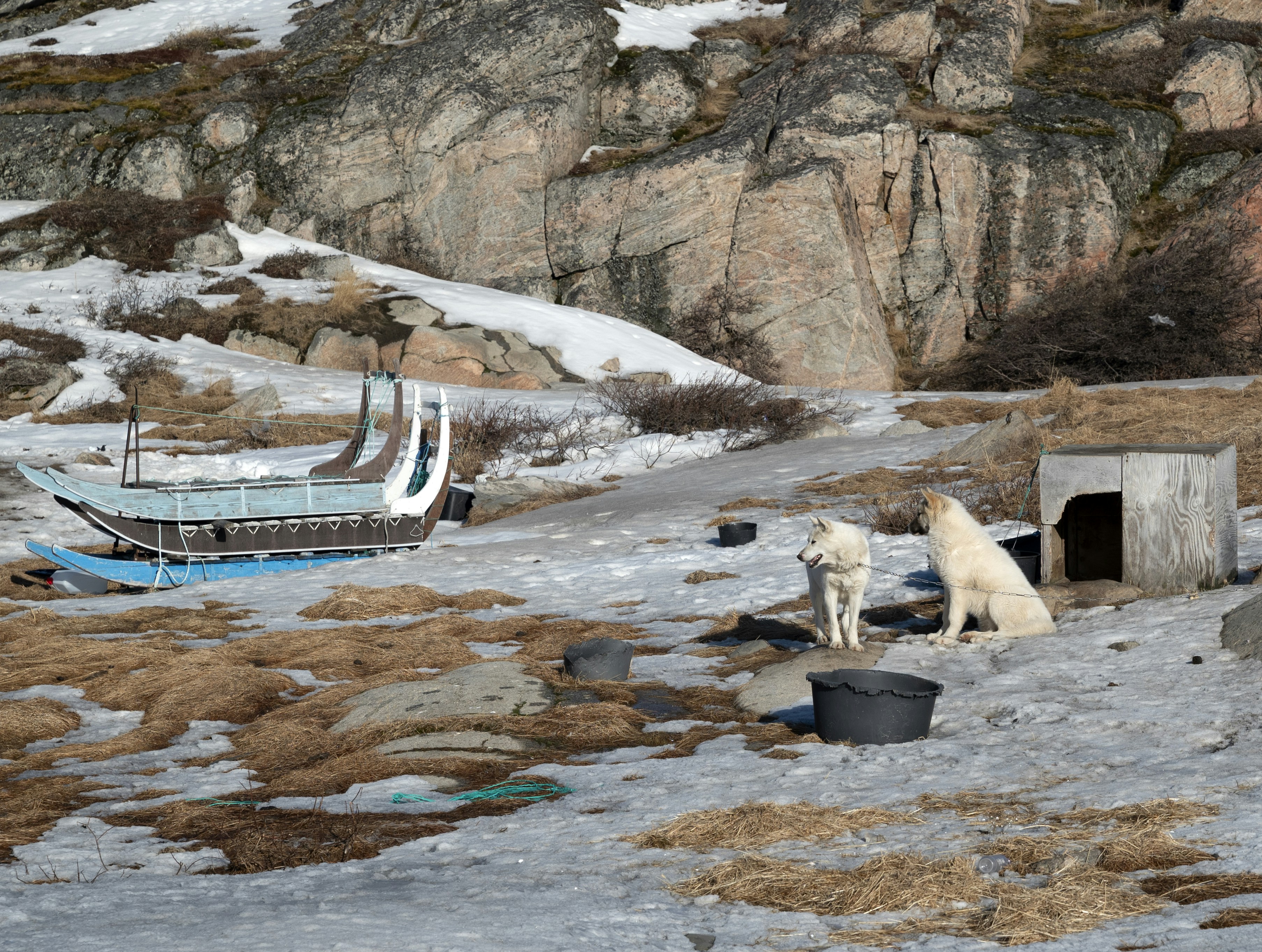 Two dogs near a sled and a small wooden shelter.