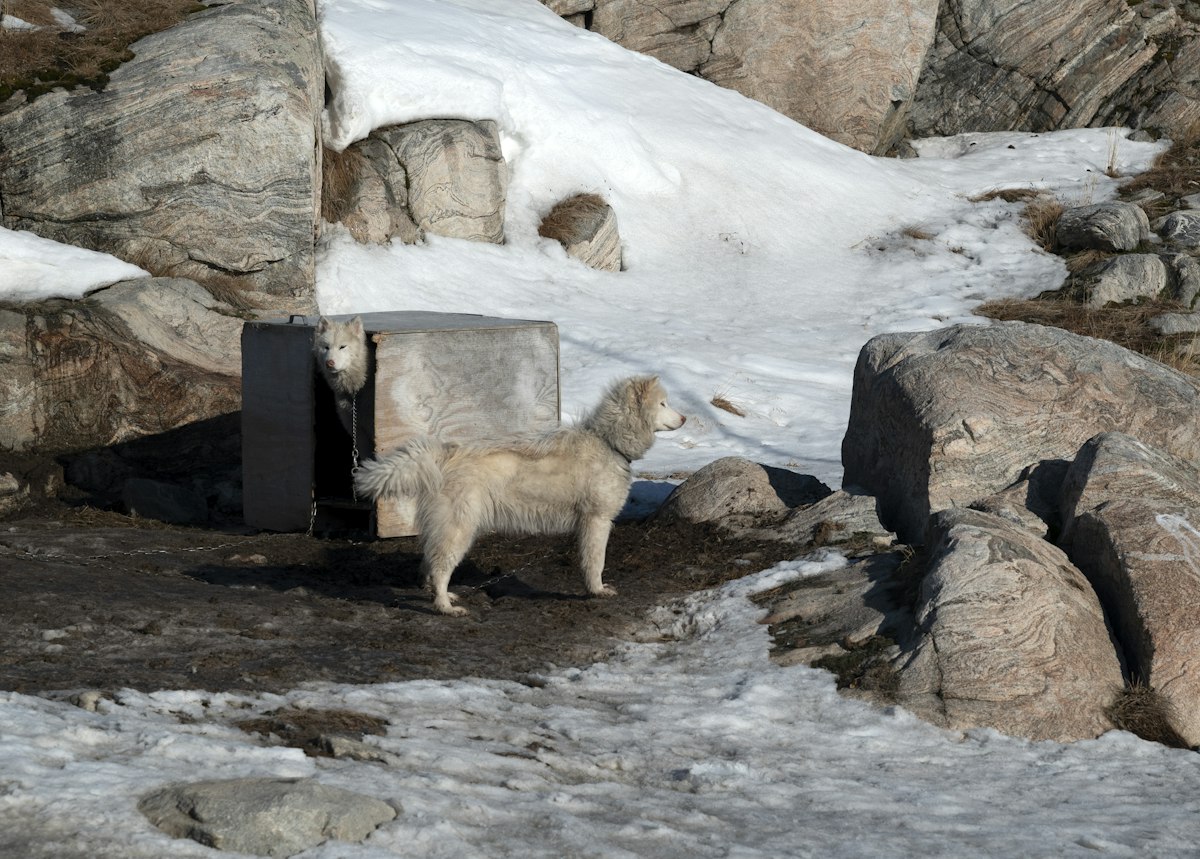 Light-colored dog standing near a shelter in snowy terrain - outdoor dog house setup