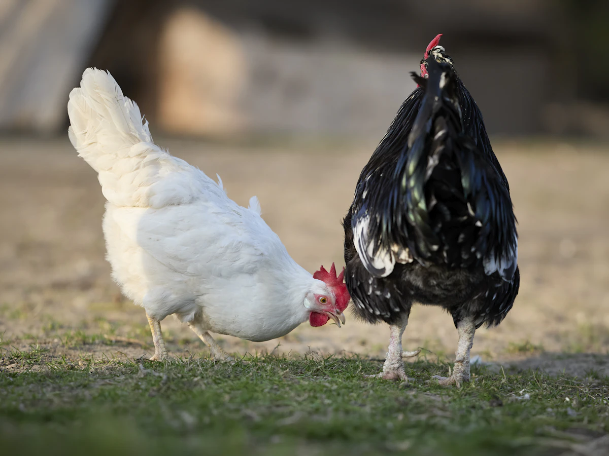 Hens ranging across open green pasture in morning light