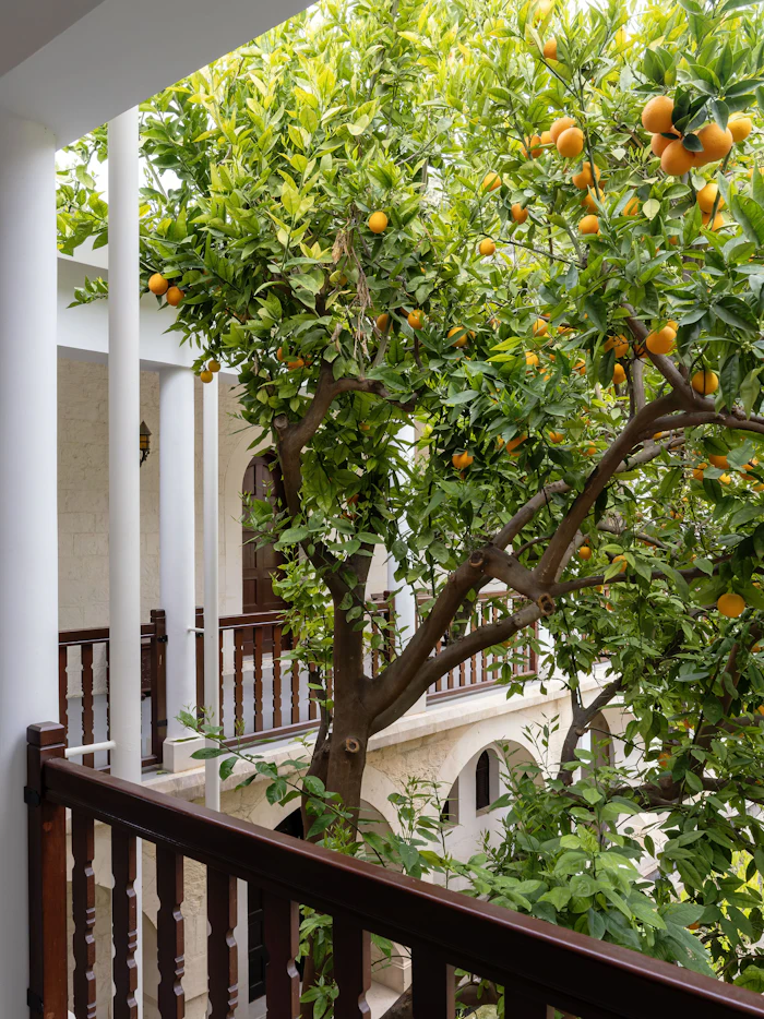 Orange tree with ripe fruit in the courtyard