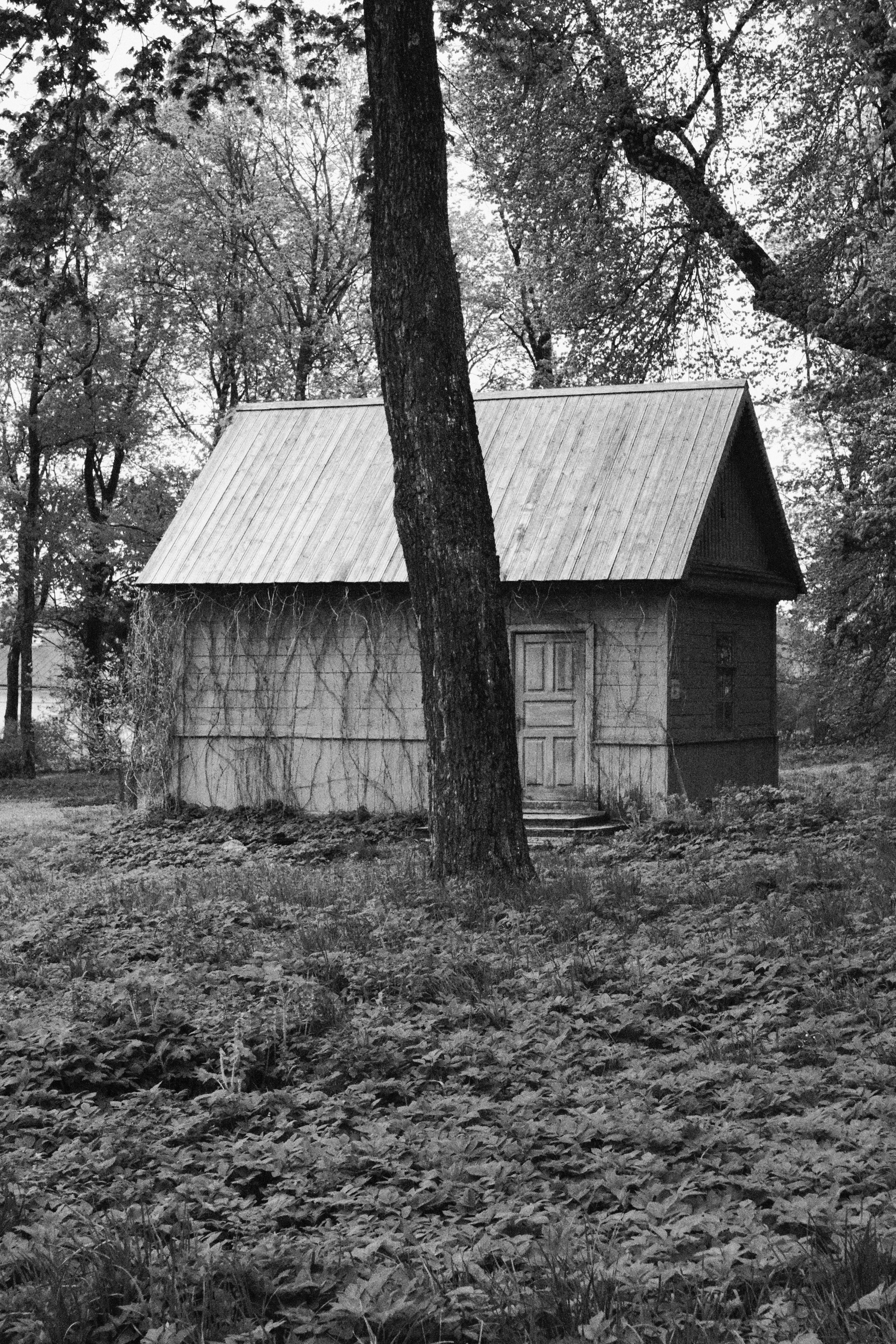 木々や葉に囲まれた小さな木造の小屋。