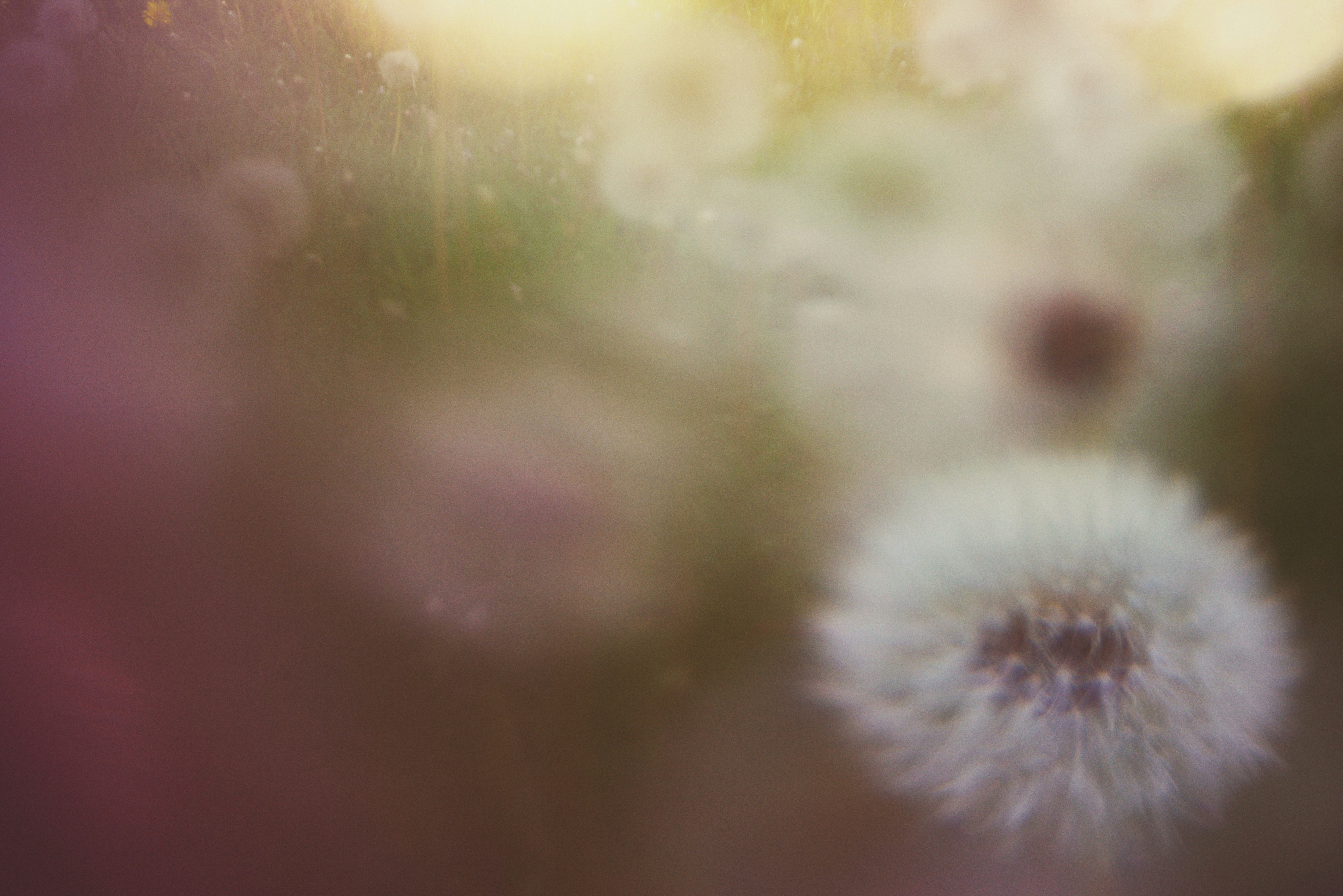 Soffioni a messa a fuoco morbido con bokeh e lens flare