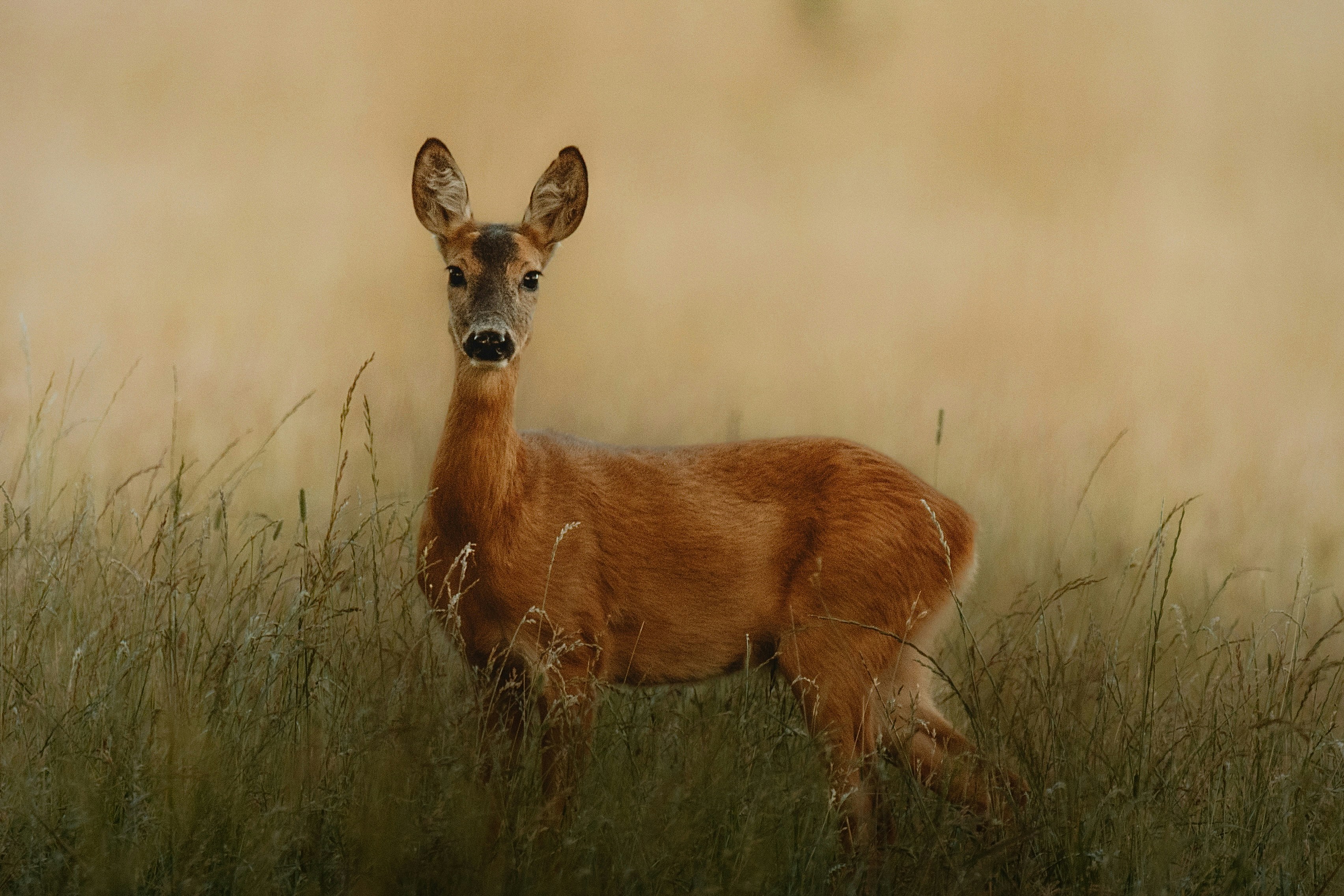 Photo of A deer stands in tall grass with a blurred background. by Filip Kvasnak