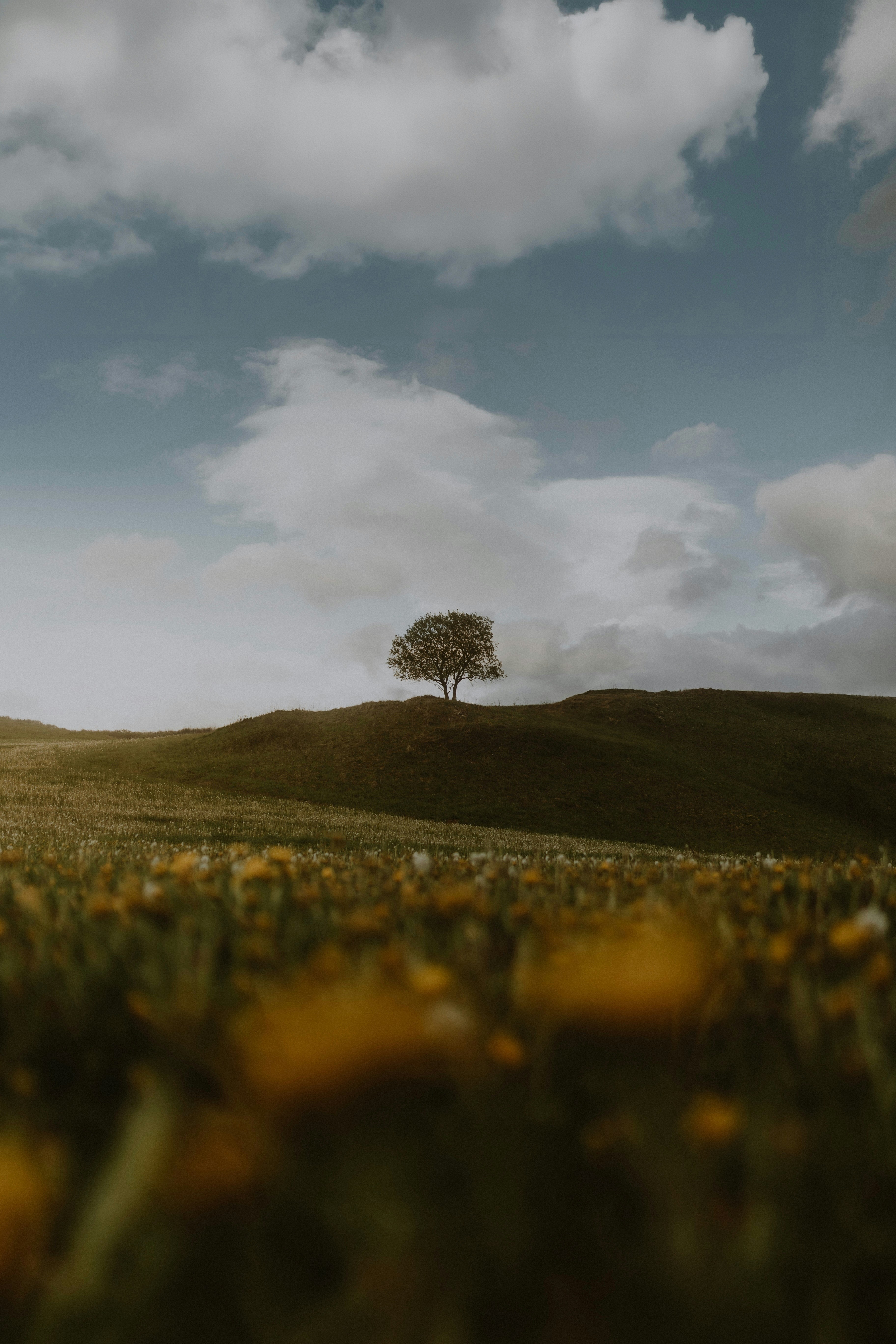 Lone tree on a grassy hill under cloudy sky