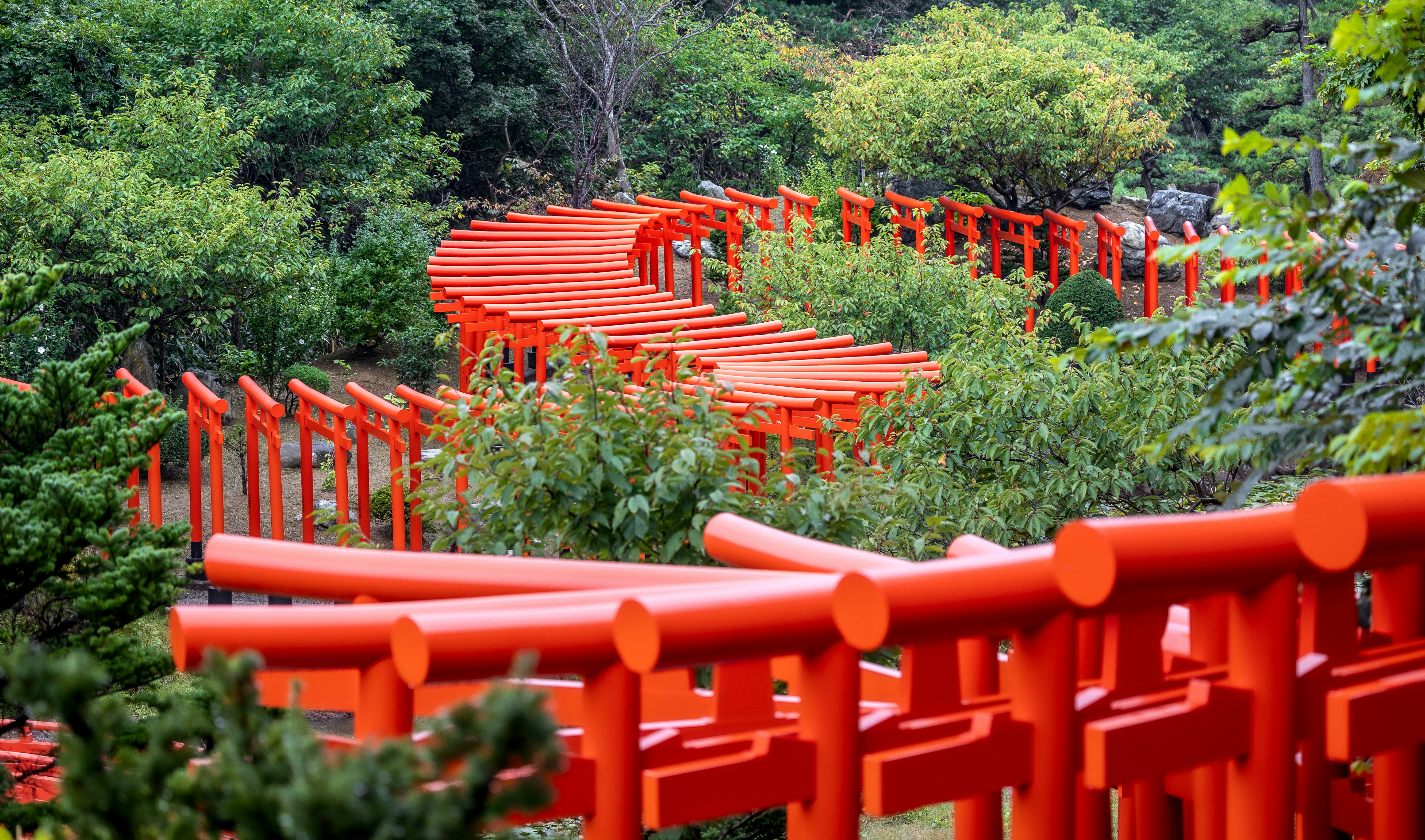 Vibrant orange torii gates winding through lush green forest