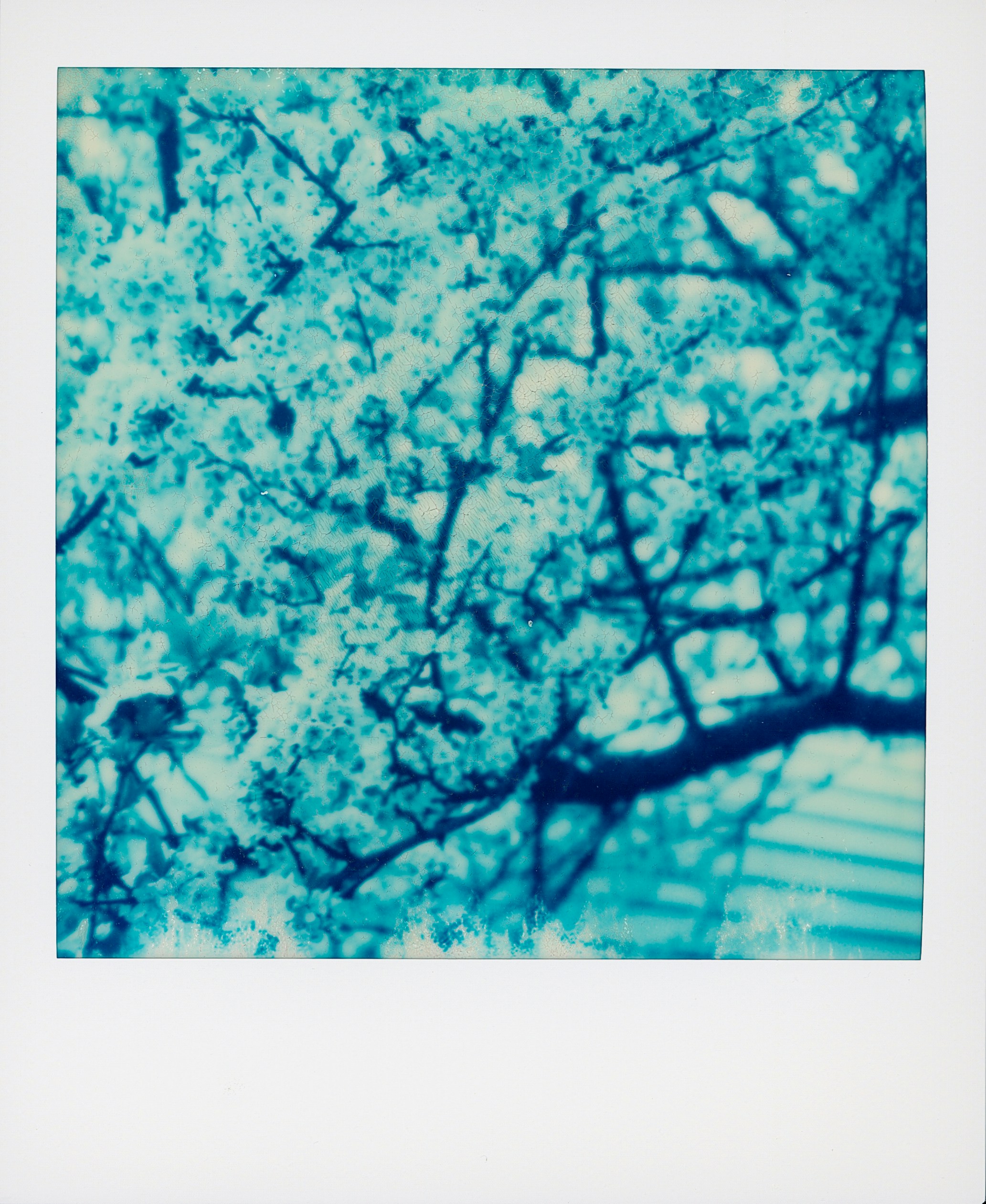 Close-up of blooming cherry blossom branches in cyanotype.