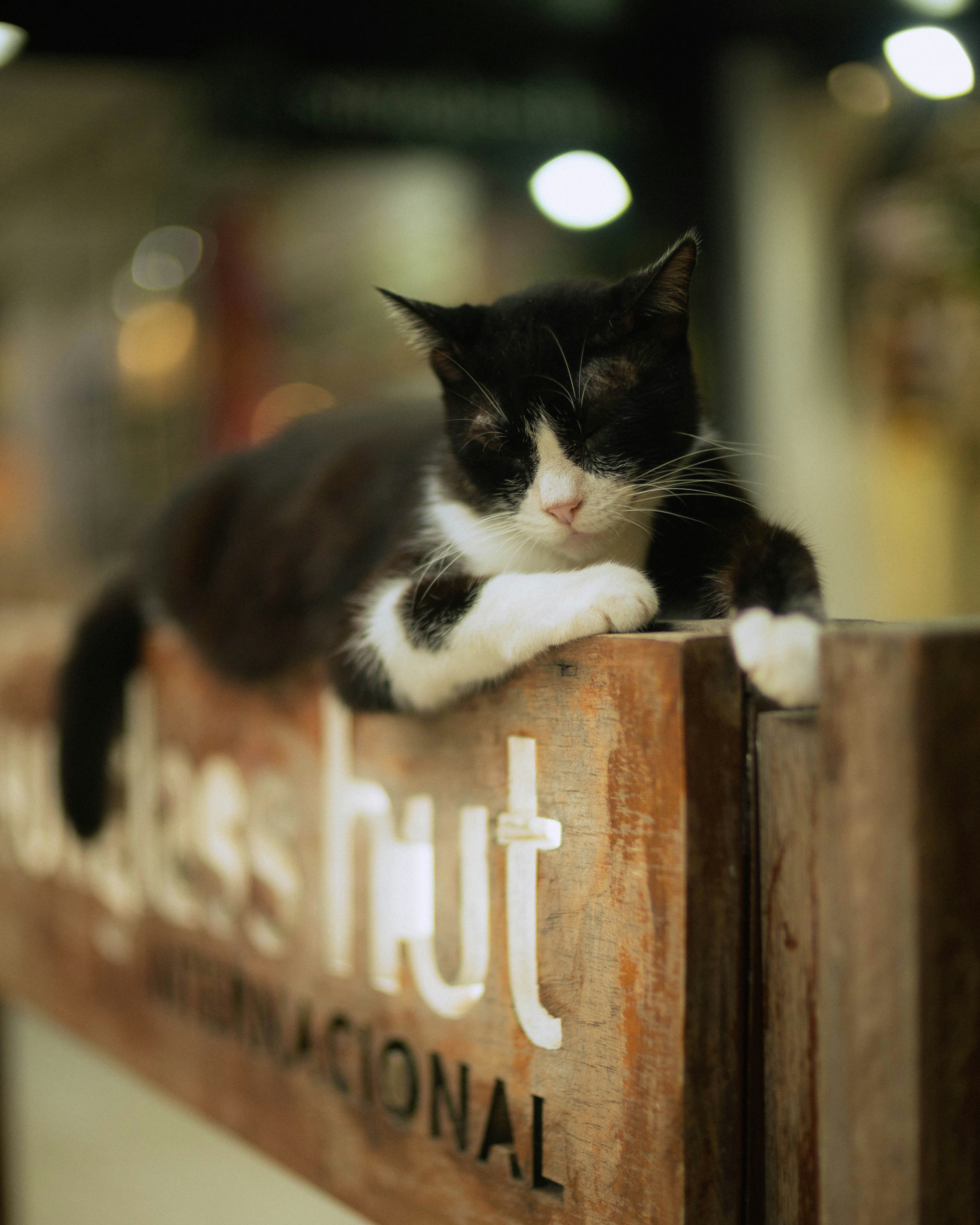 Un gato blanco y negro descansa sobre un cartel de madera.