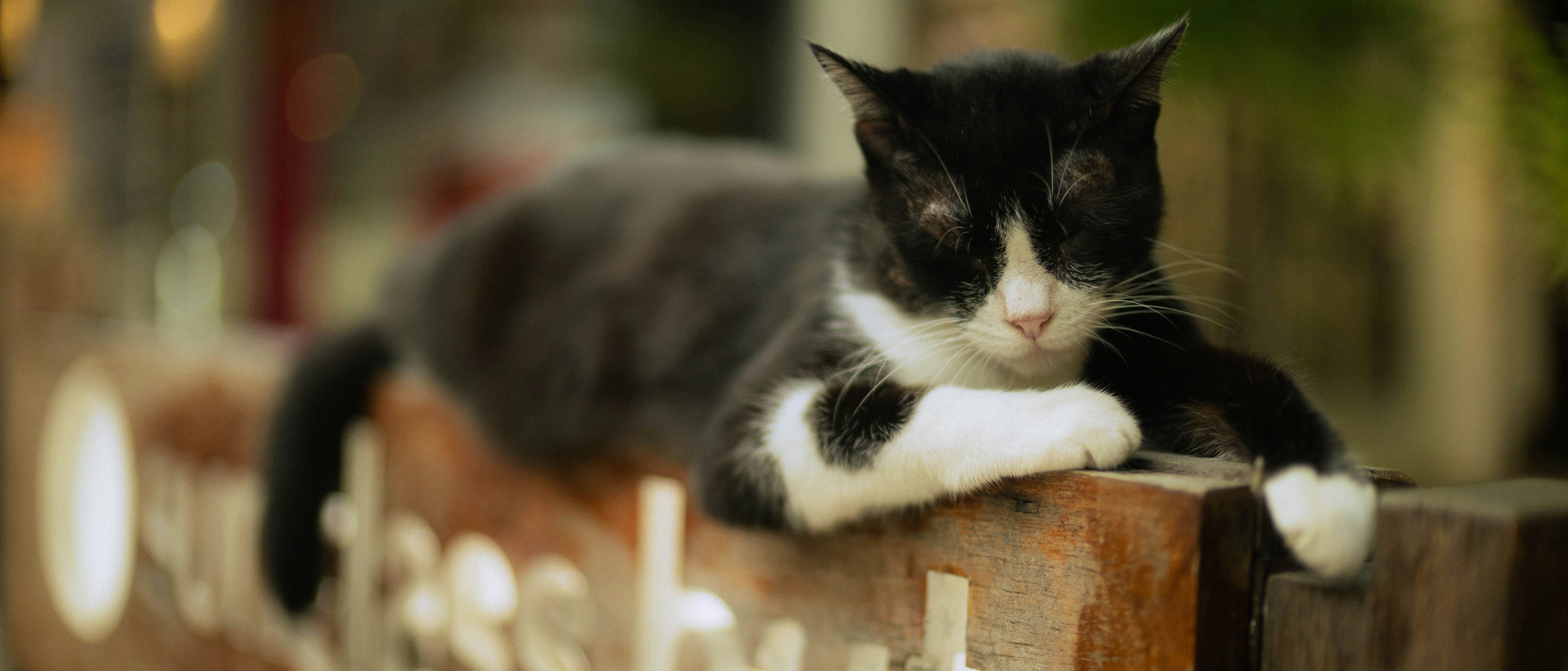 Un gato blanco y negro descansa sobre una superficie de madera.