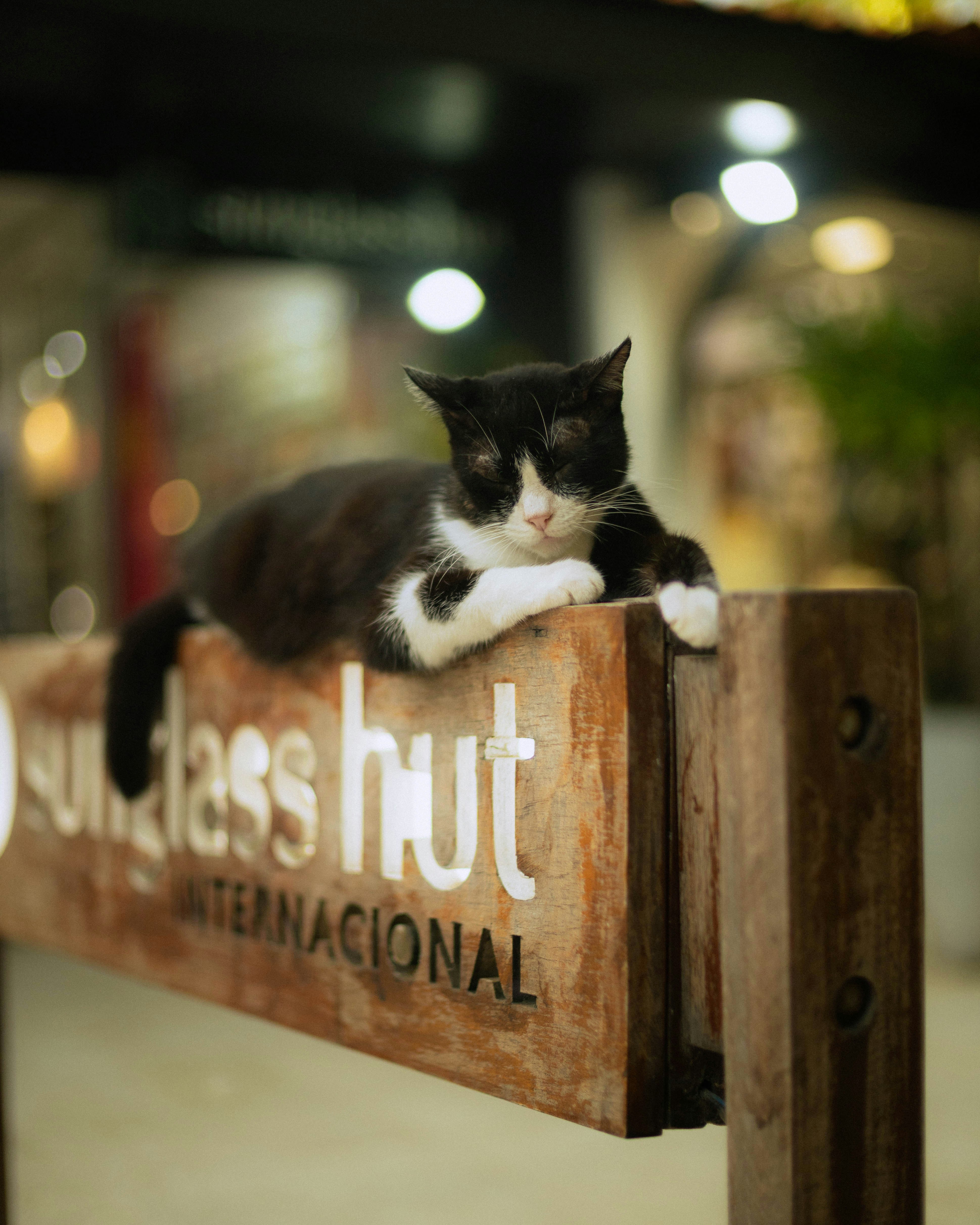 Un gato blanco y negro descansa sobre un cartel de madera.