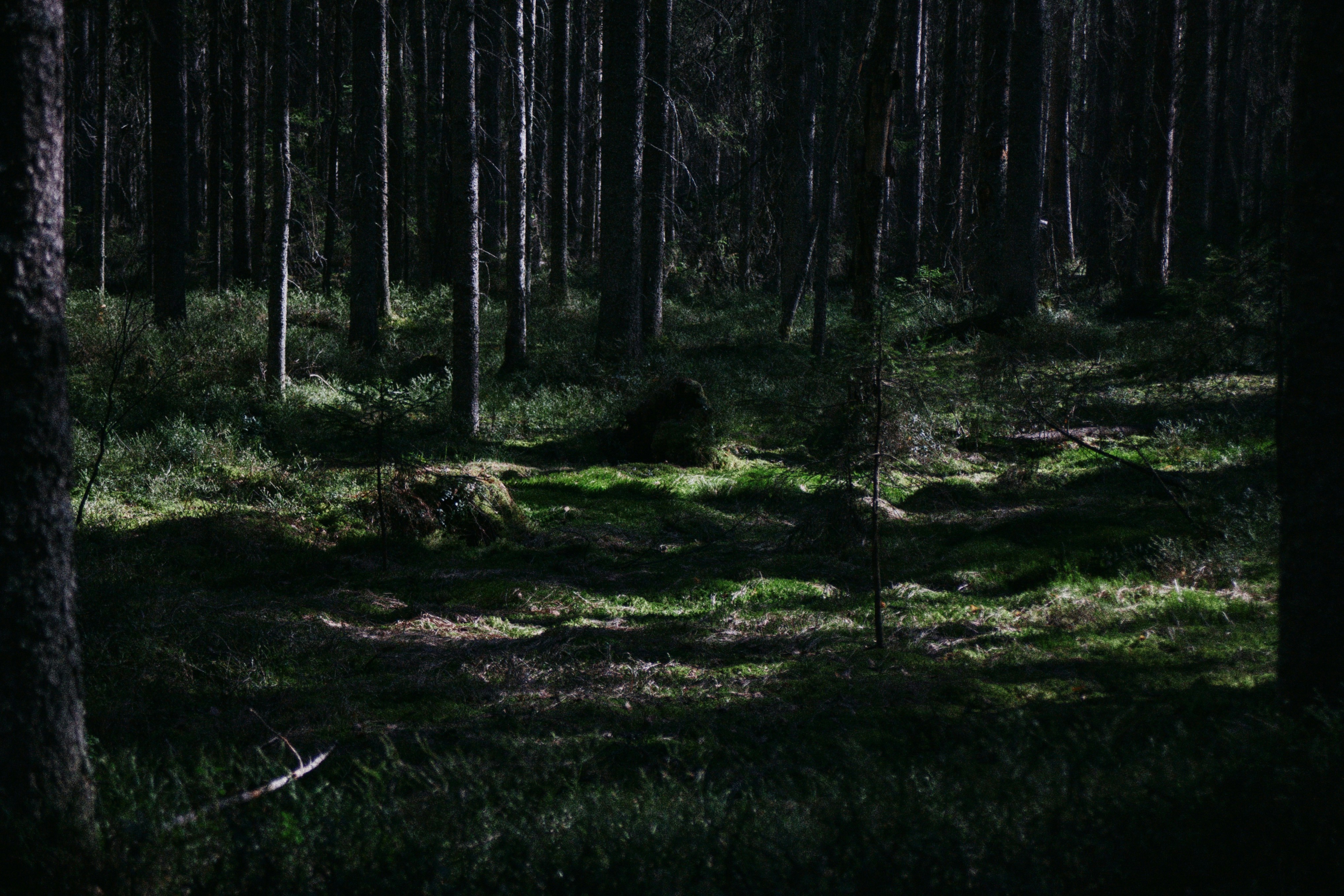 Photo by humanflesharmor