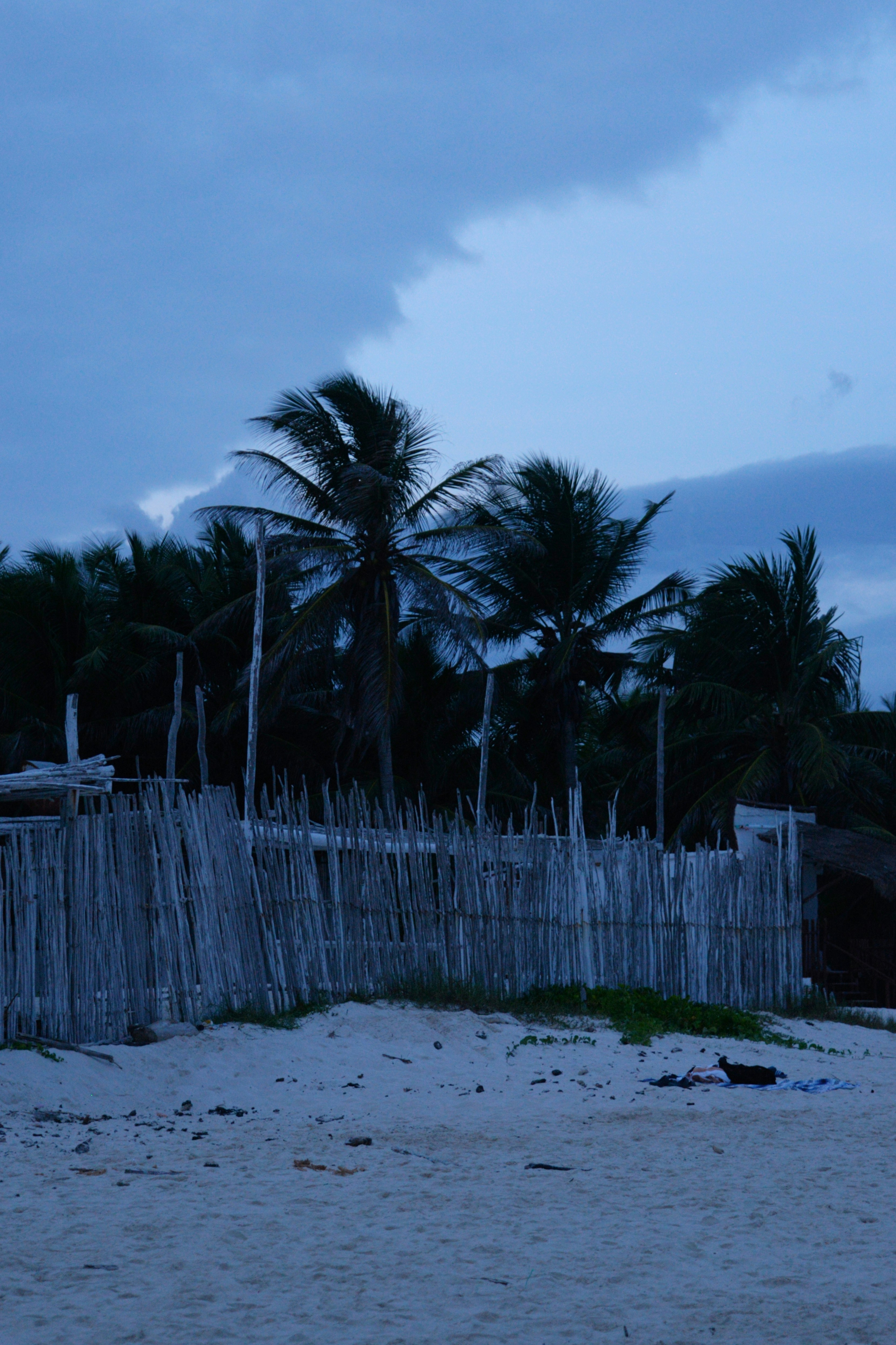 Palm trees behind a rustic wooden fence on a beach