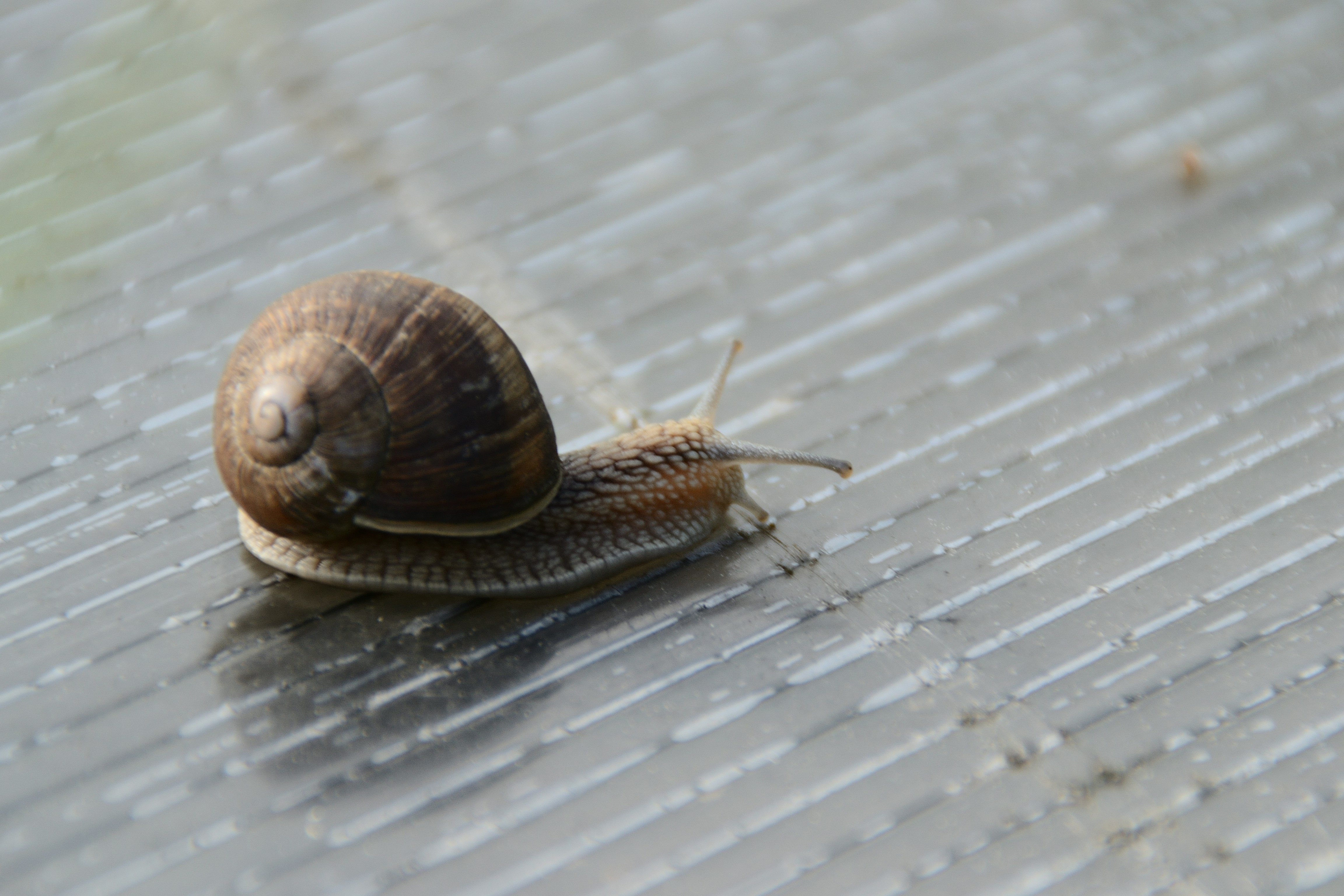 Un caracol que se arrastra lentamente por una superficie texturizada.