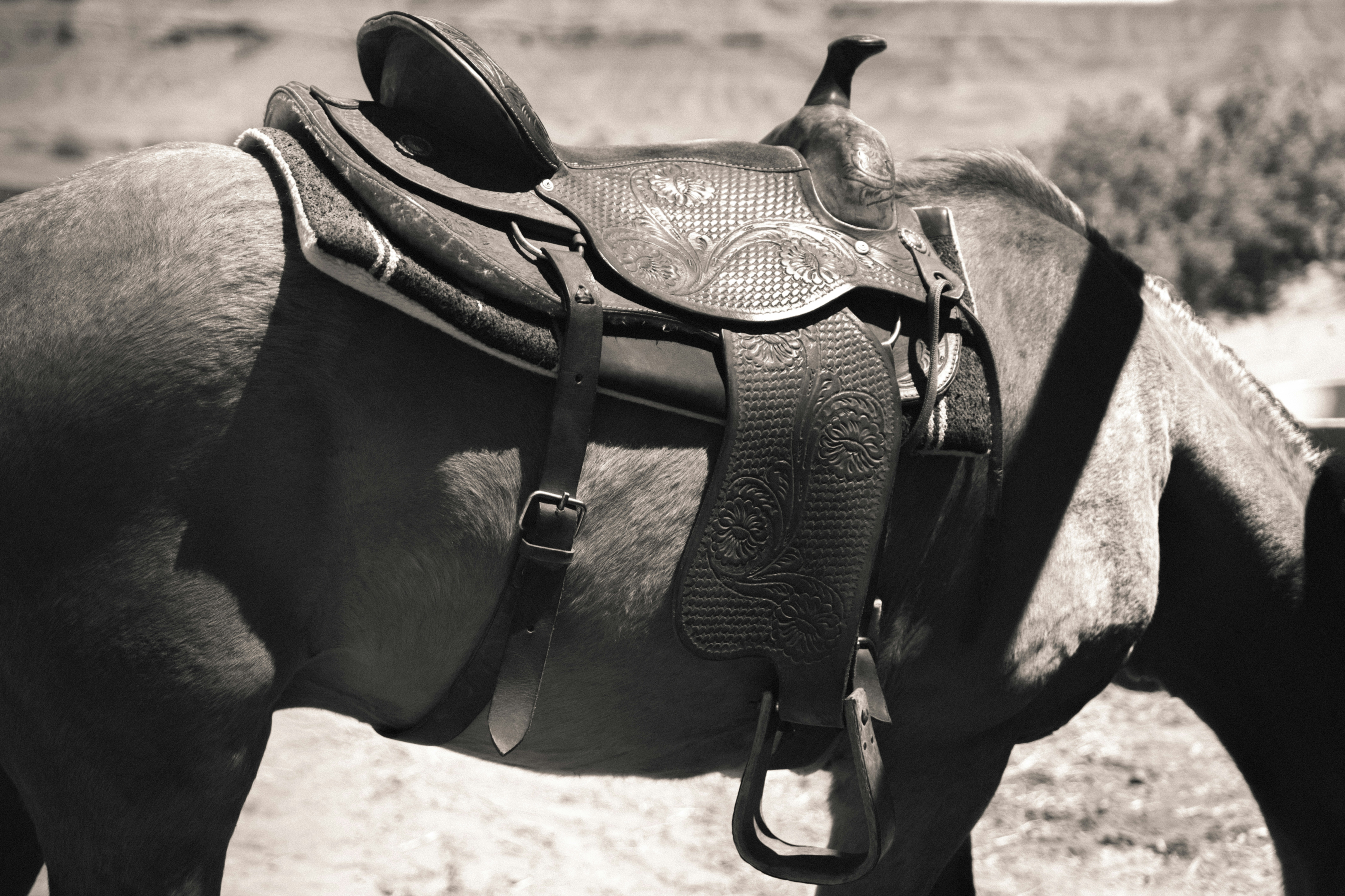 Un primo piano di una sella western su un cavallo.