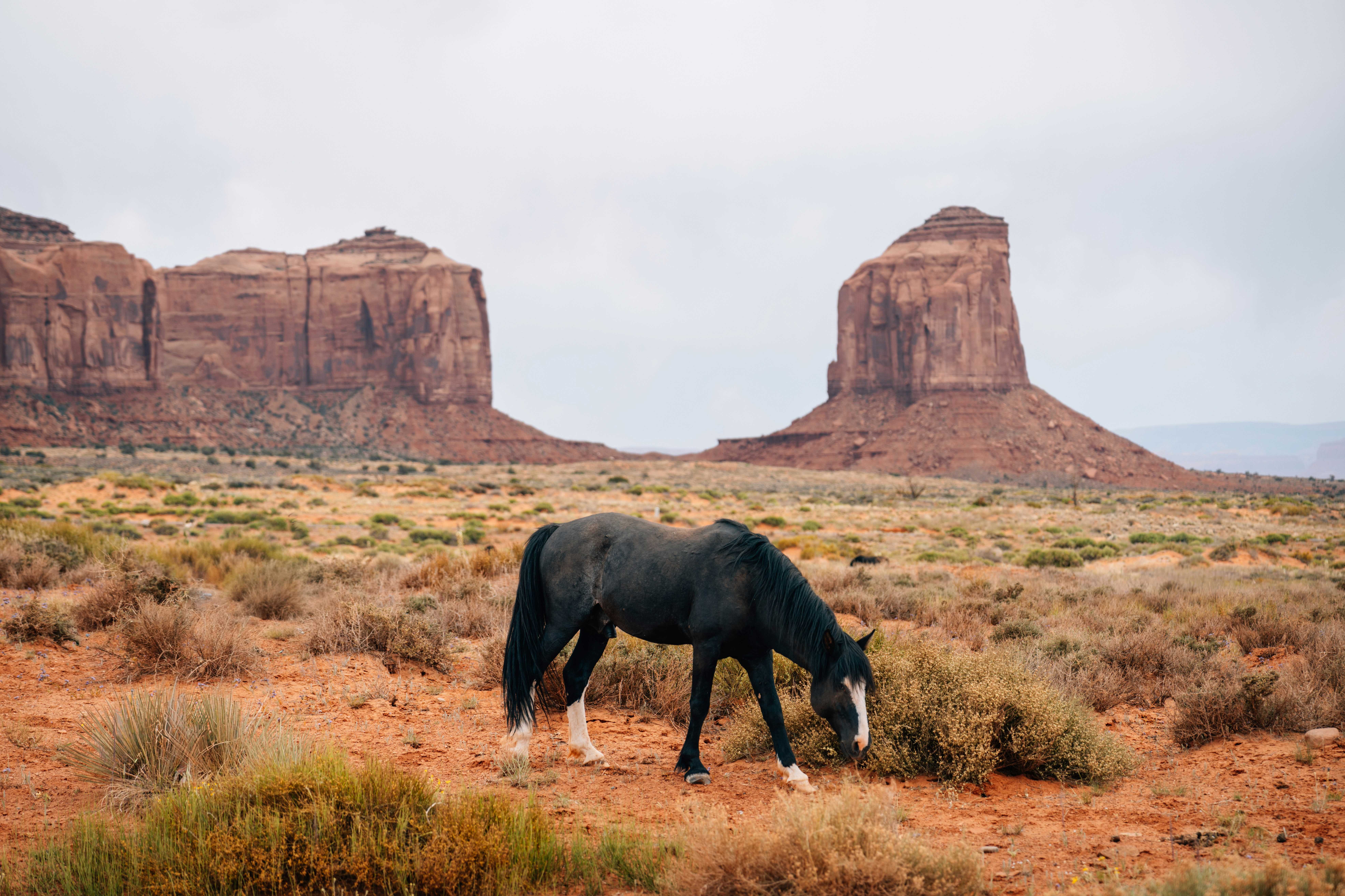 Un cavallo nero solitario pascola in un paesaggio desertico.