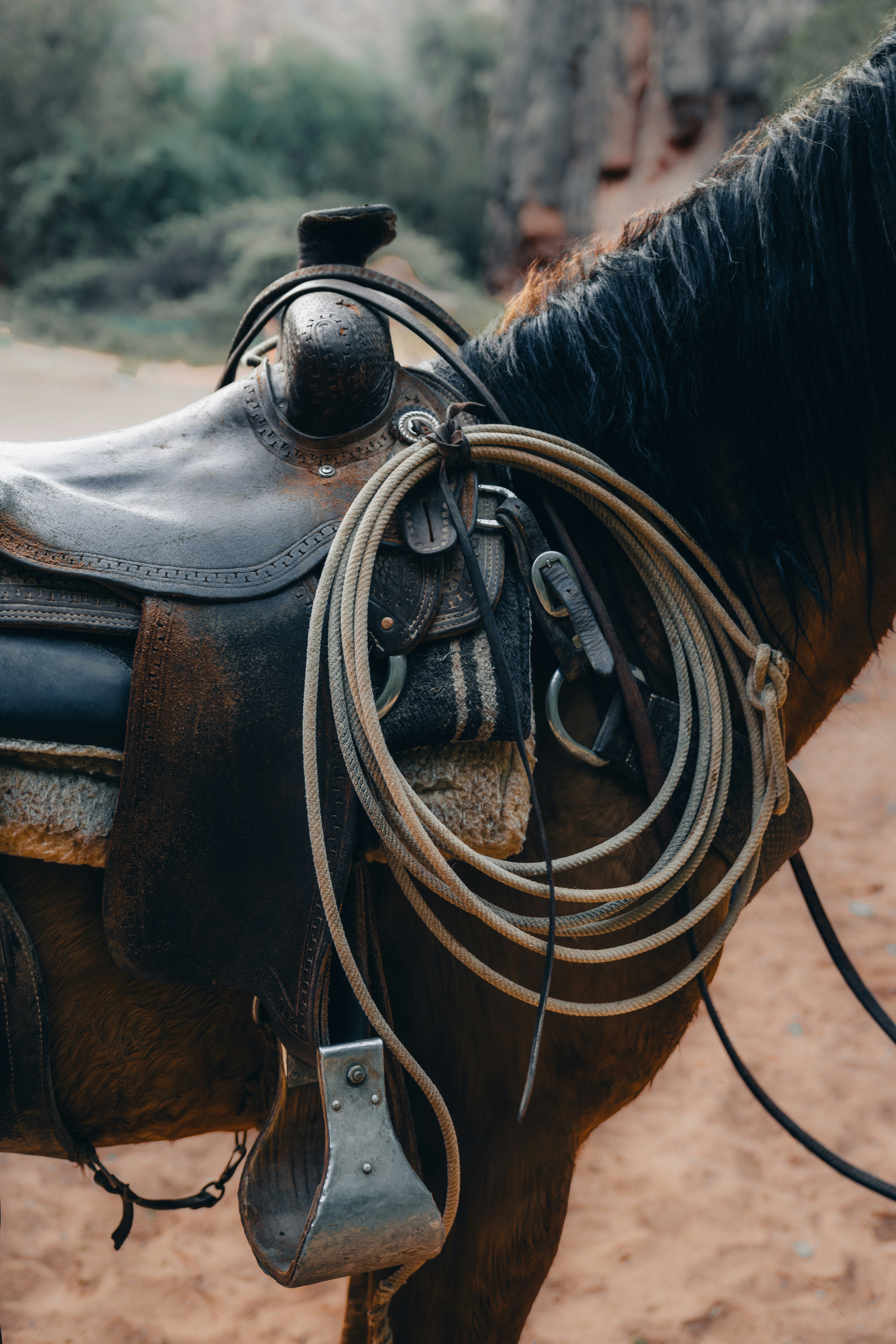 Un primo piano di una sella e una corda su un cavallo