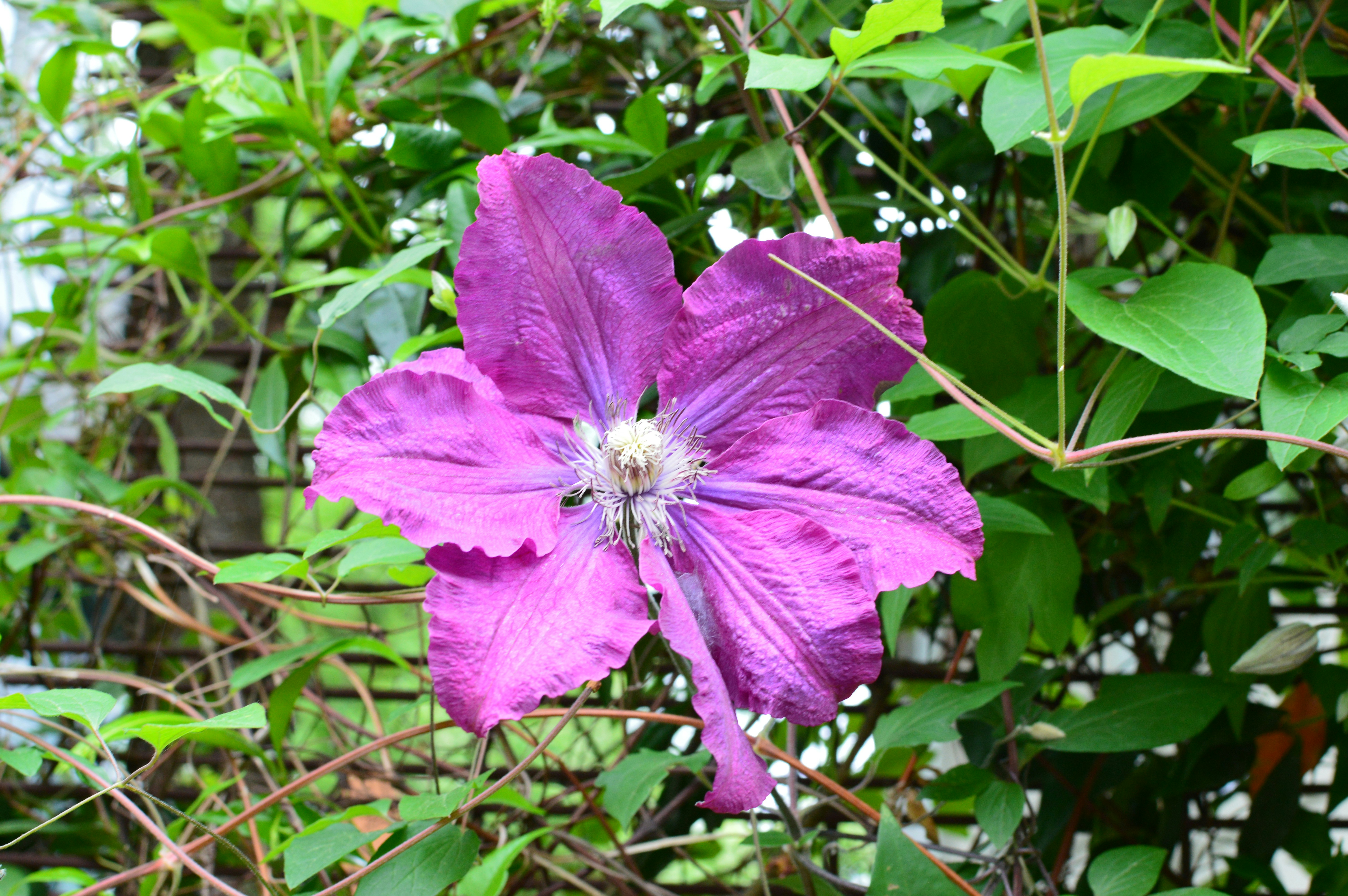 A vibrant purple clematis flower blooms against green foliage.