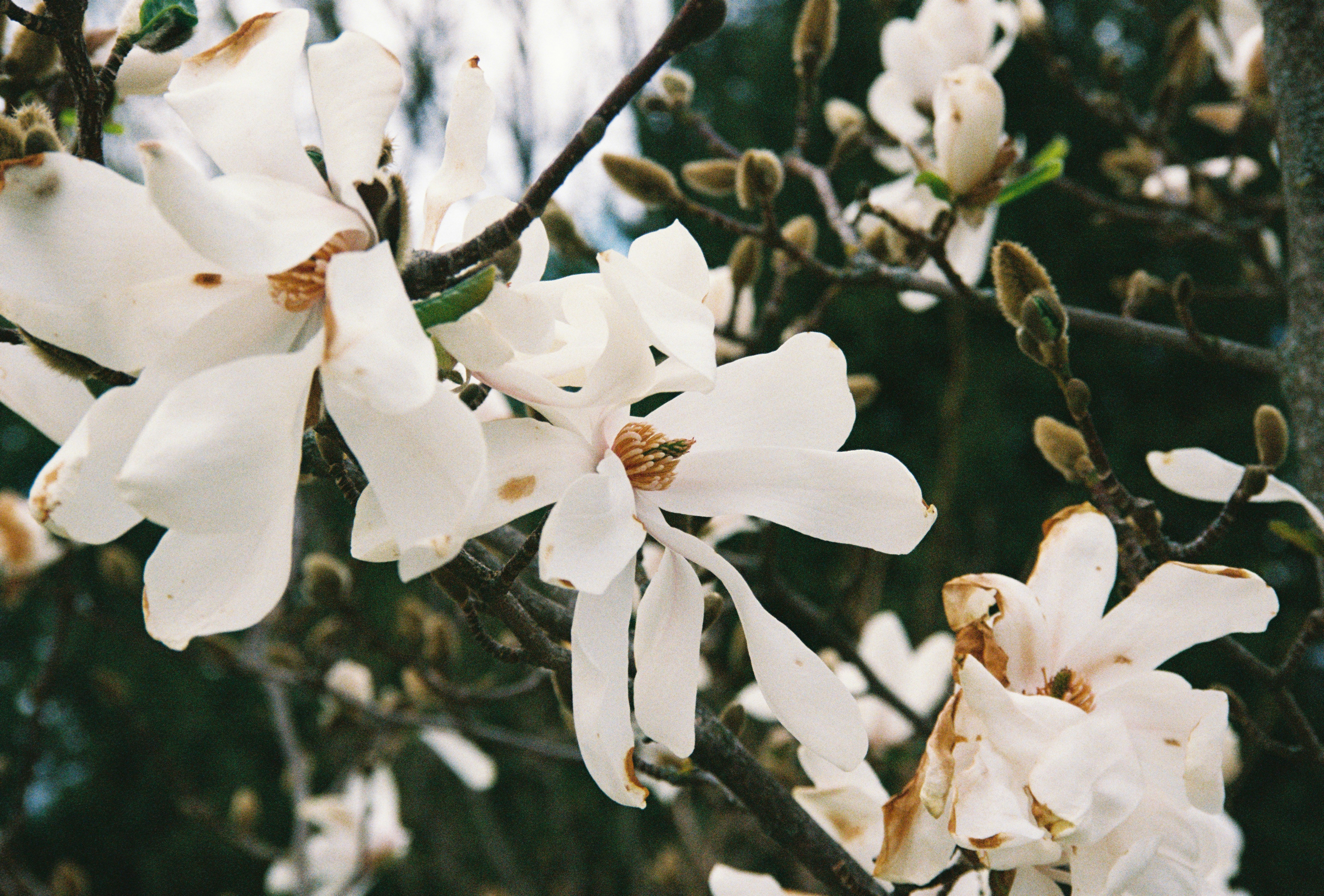 Des fleurs de magnolia blanc éclosent sur une branche