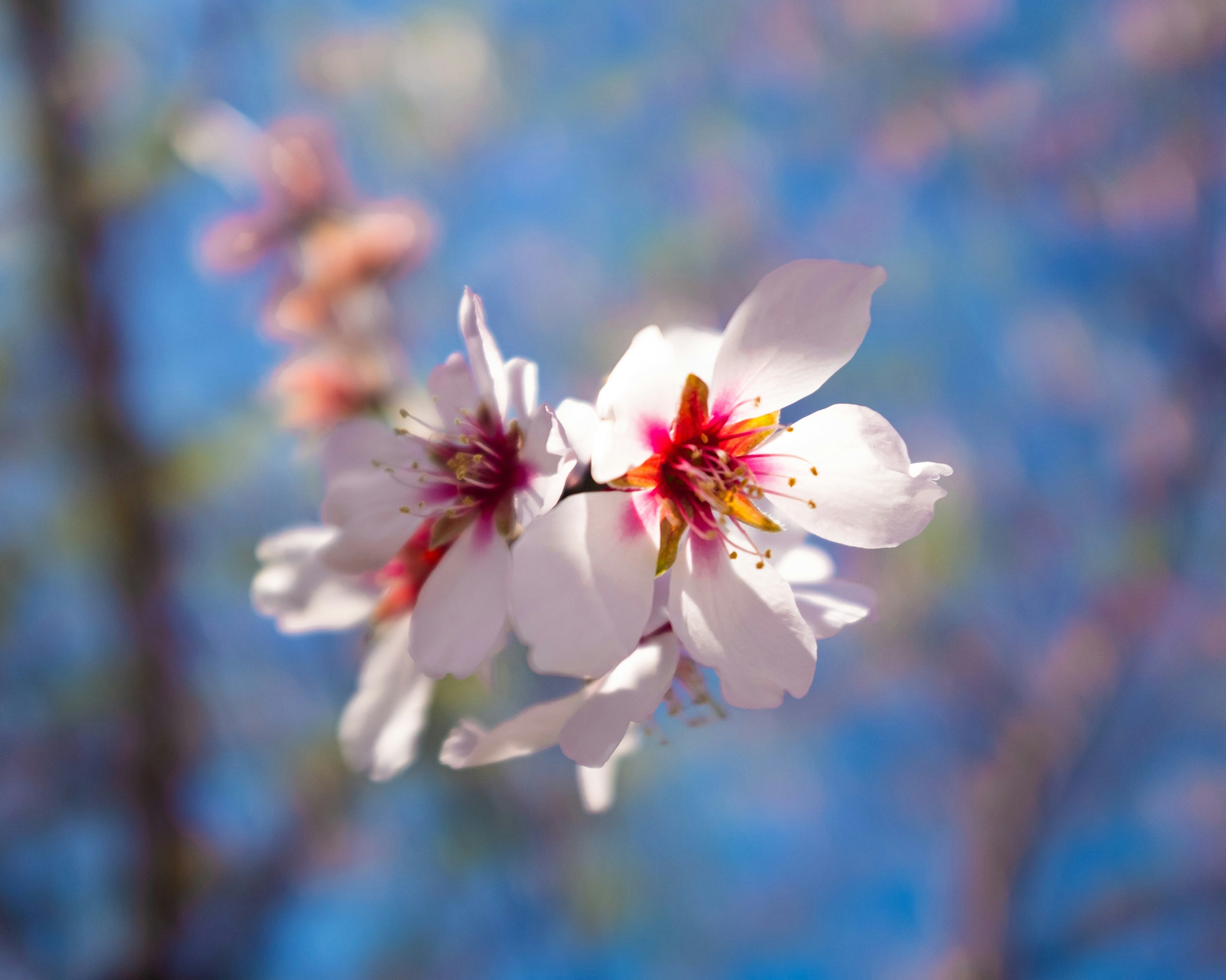 繊細な白いアーモンドの花がピンクの中心を持つ花が咲きます。