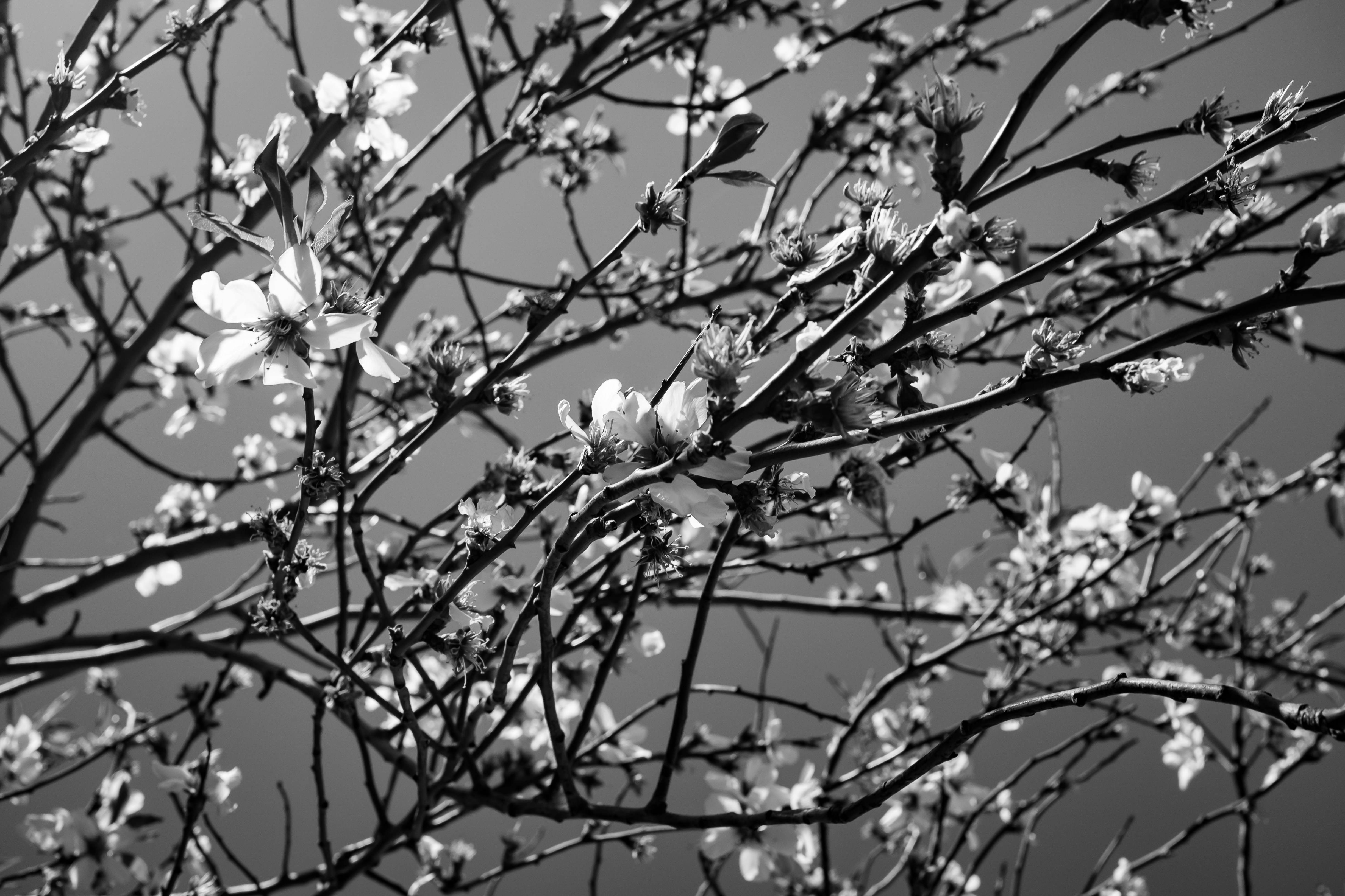 空を背景に、裸の木の枝に咲く繊細な白い花々