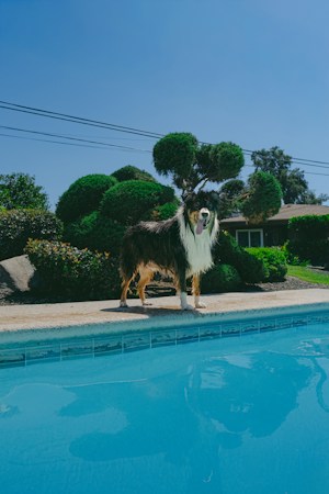 A fluffy dog standing beside a bright blue backyard swimming pool, a common scene in dog-friendly Las Vegas homes