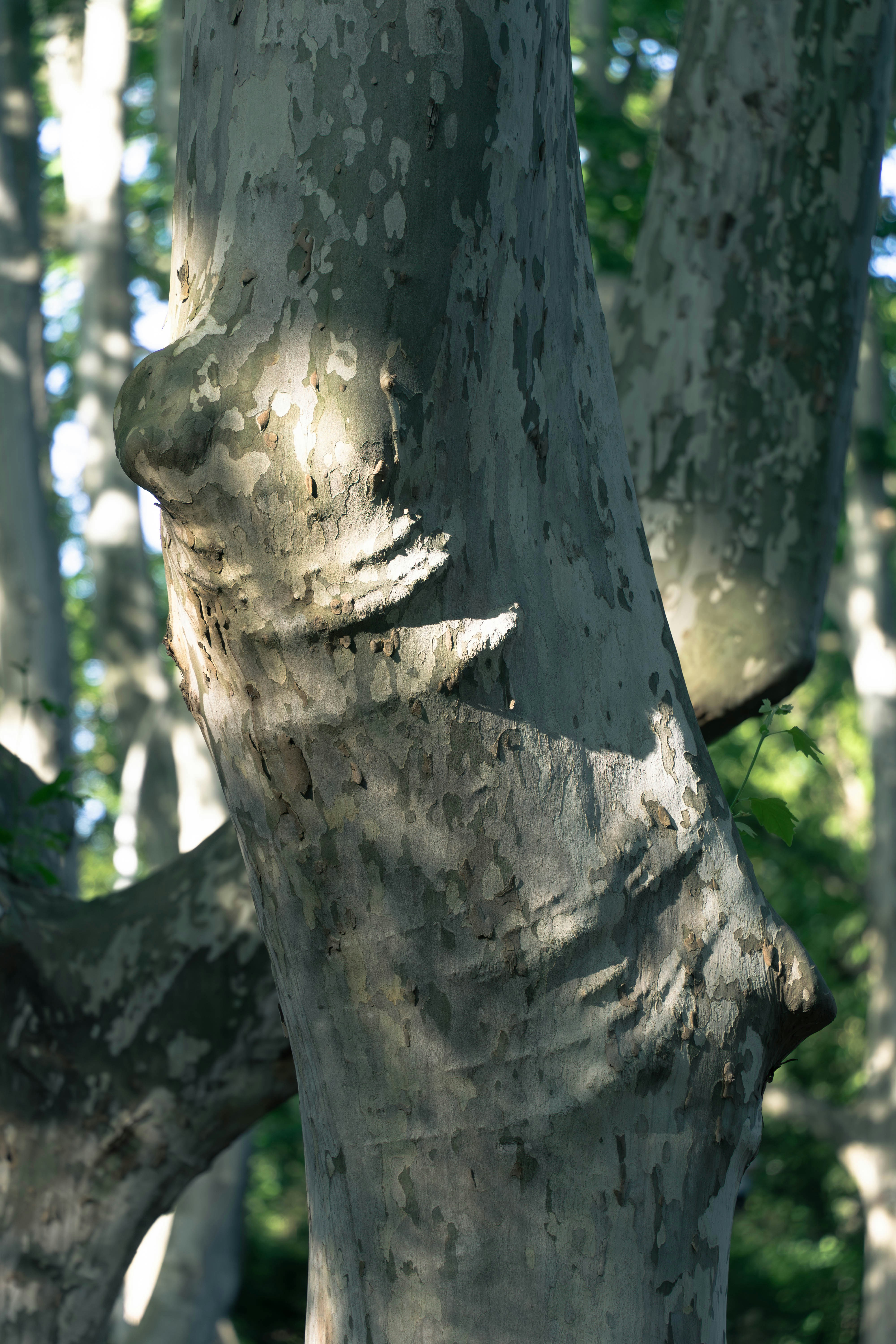 Close-up of a textured tree trunk with dappled sunlight.