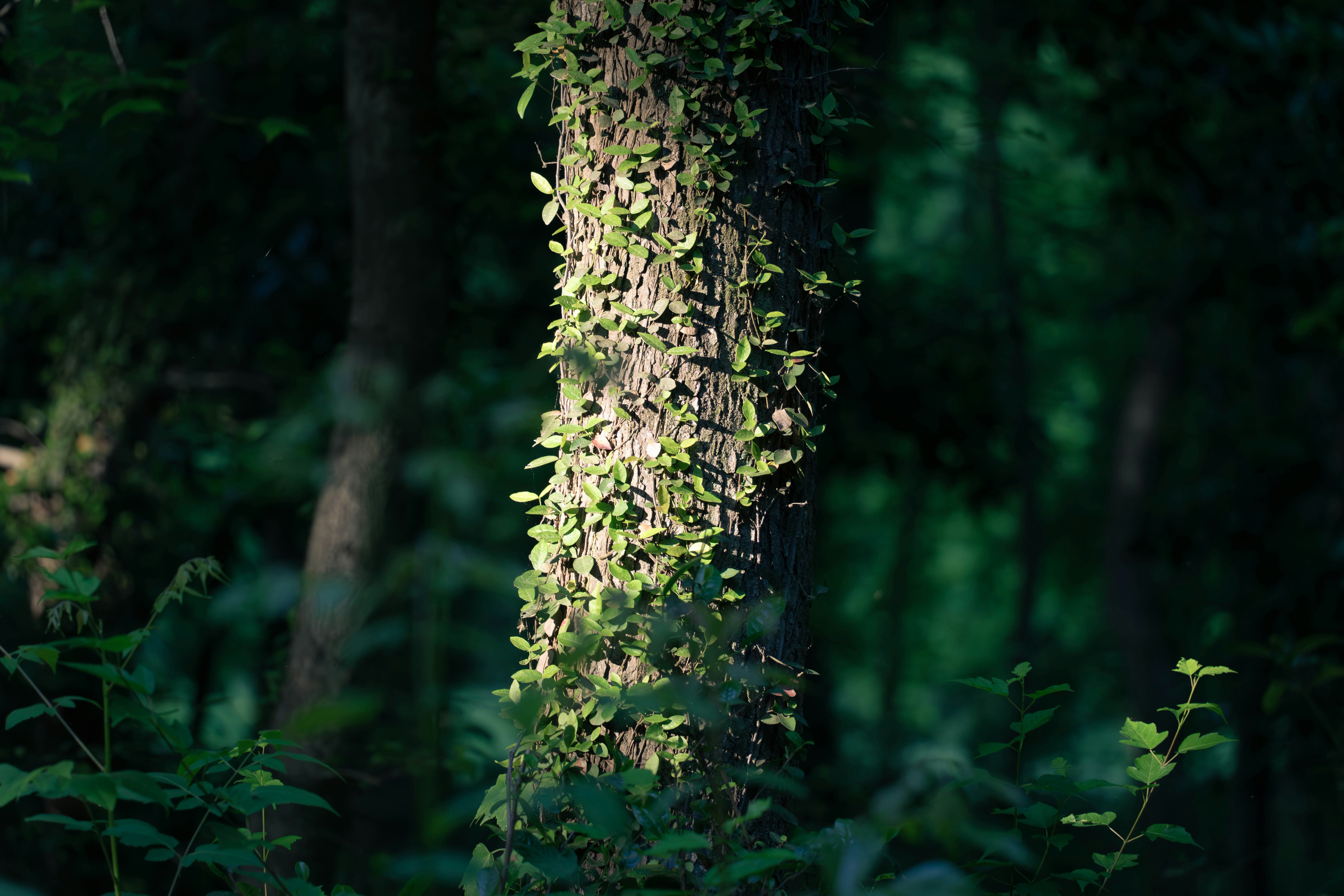 Tree trunk covered in green vines in a dark forest
