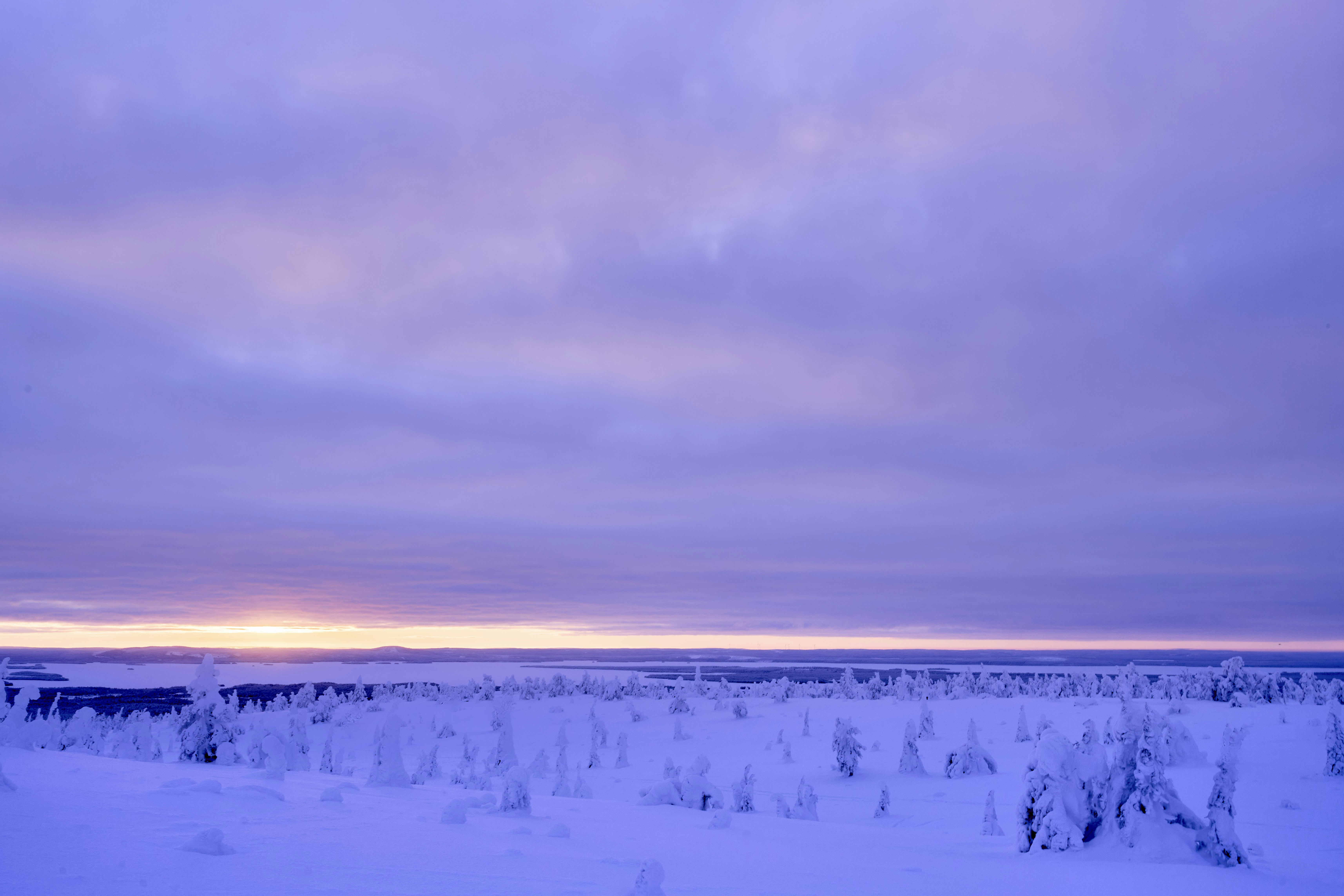 Winter landscape with snow-covered trees under a purple sky
