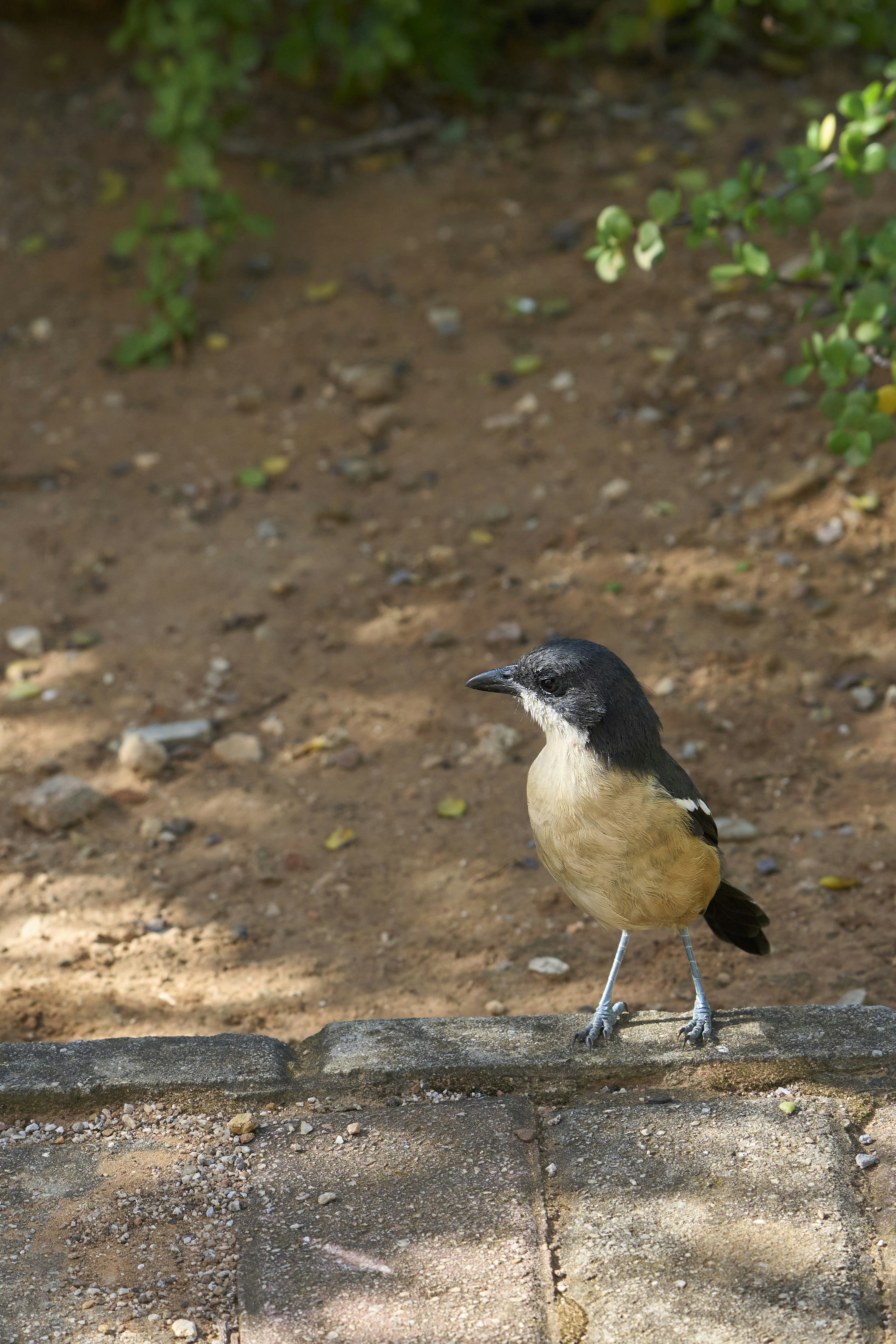 Black-headed bird on a brick ledge.