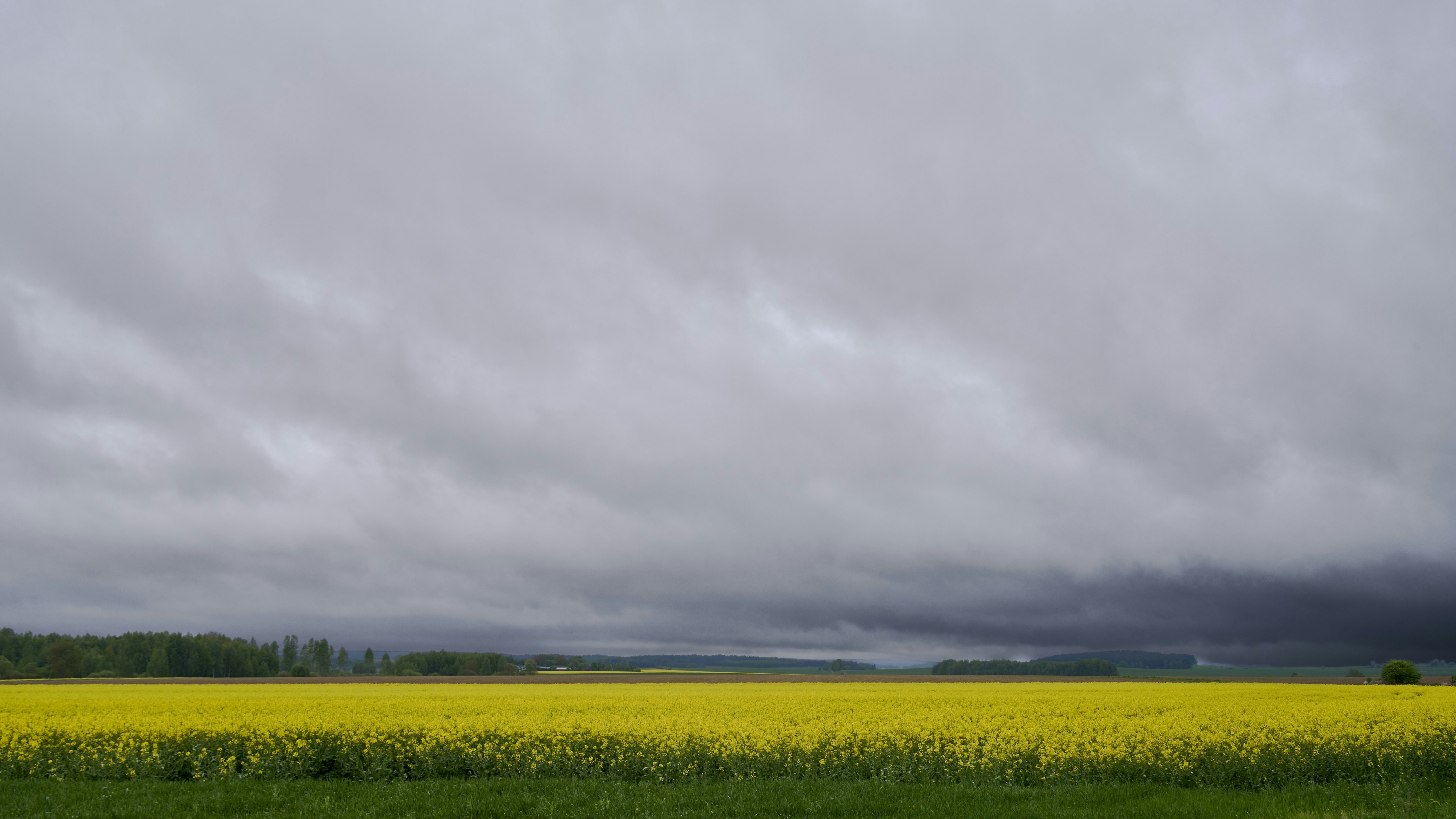 Vast yellow field under a stormy grey sky