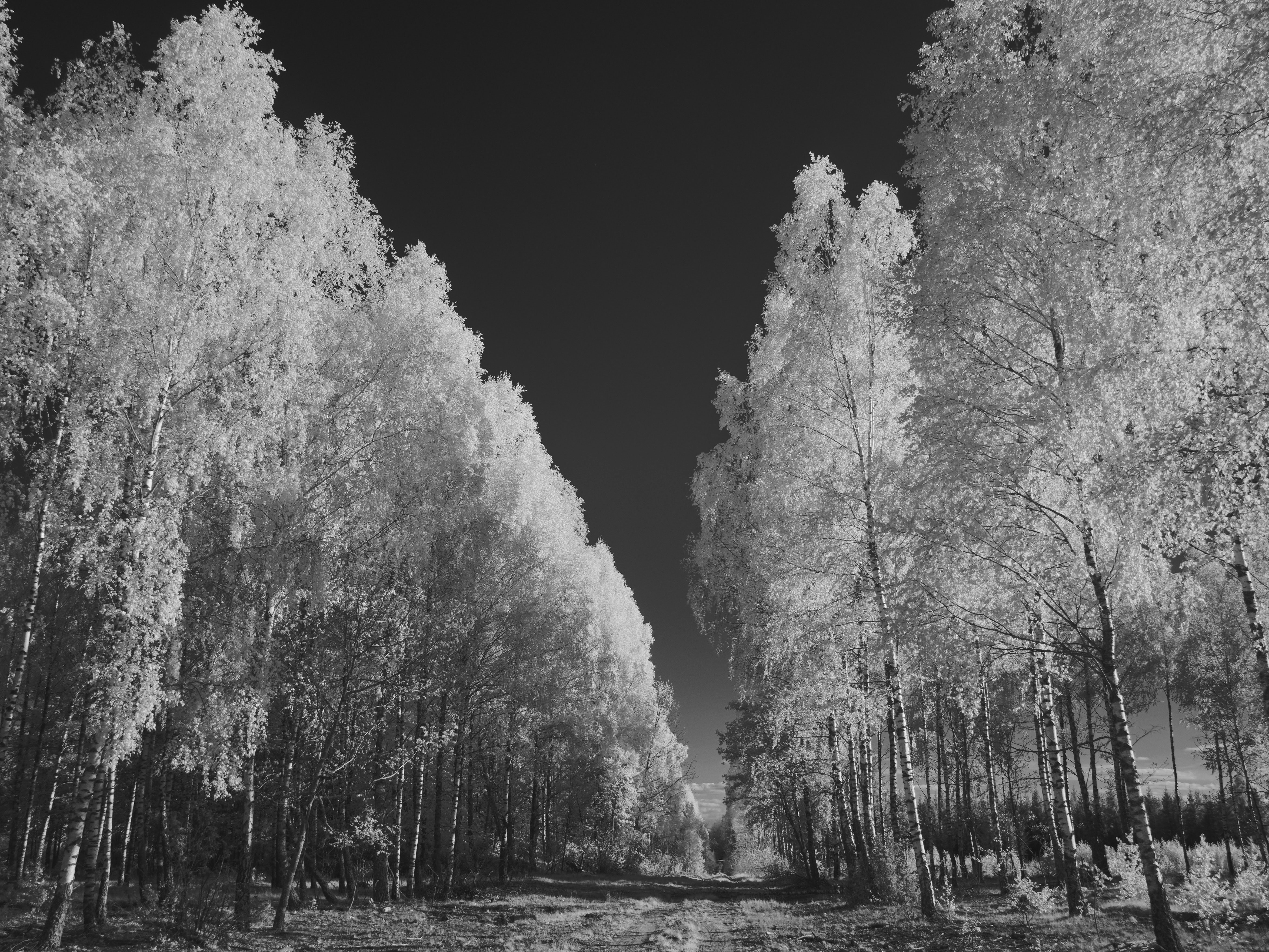 Bright white trees line a path under a dark sky.