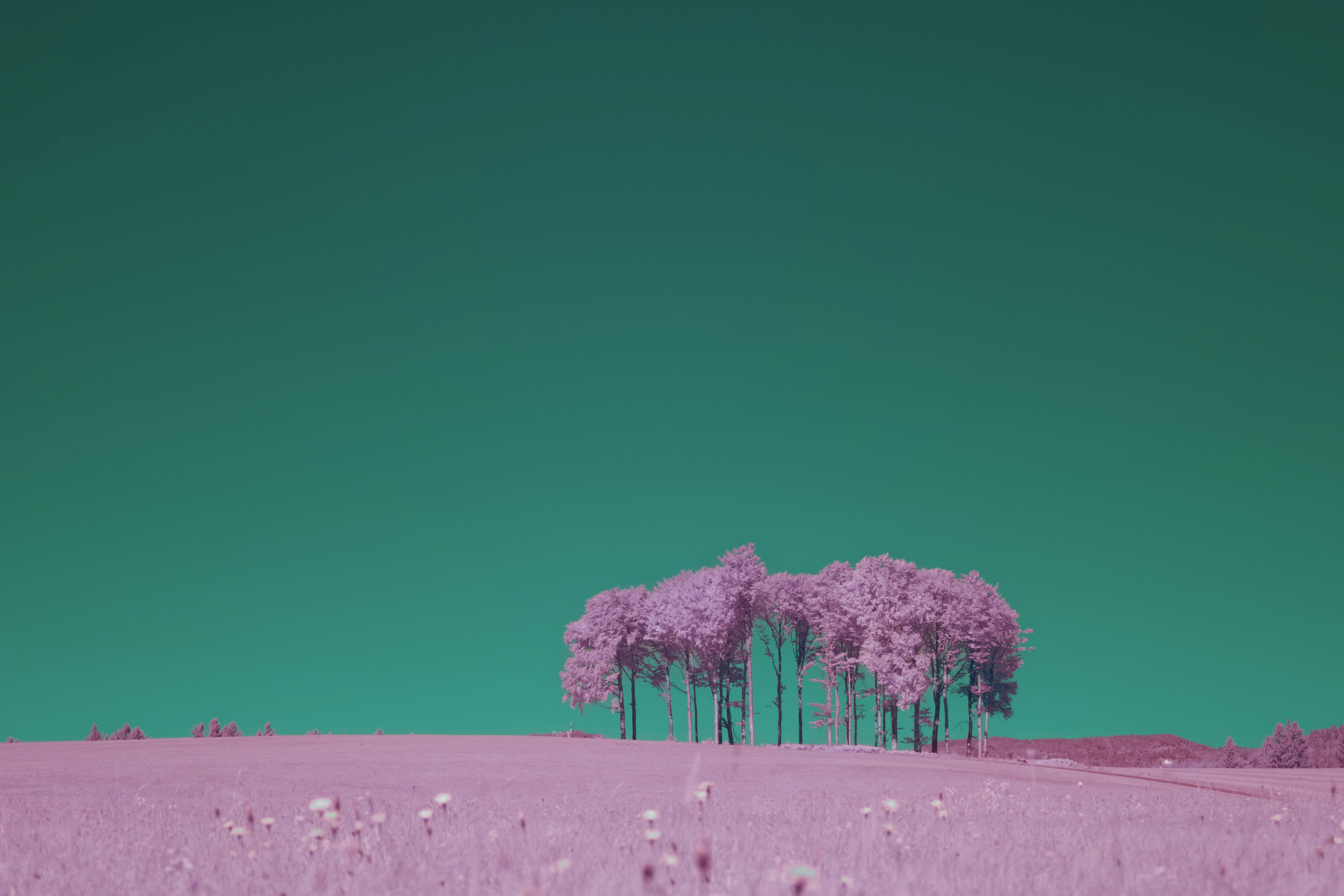 Infrared landscape with pink trees and a teal sky.