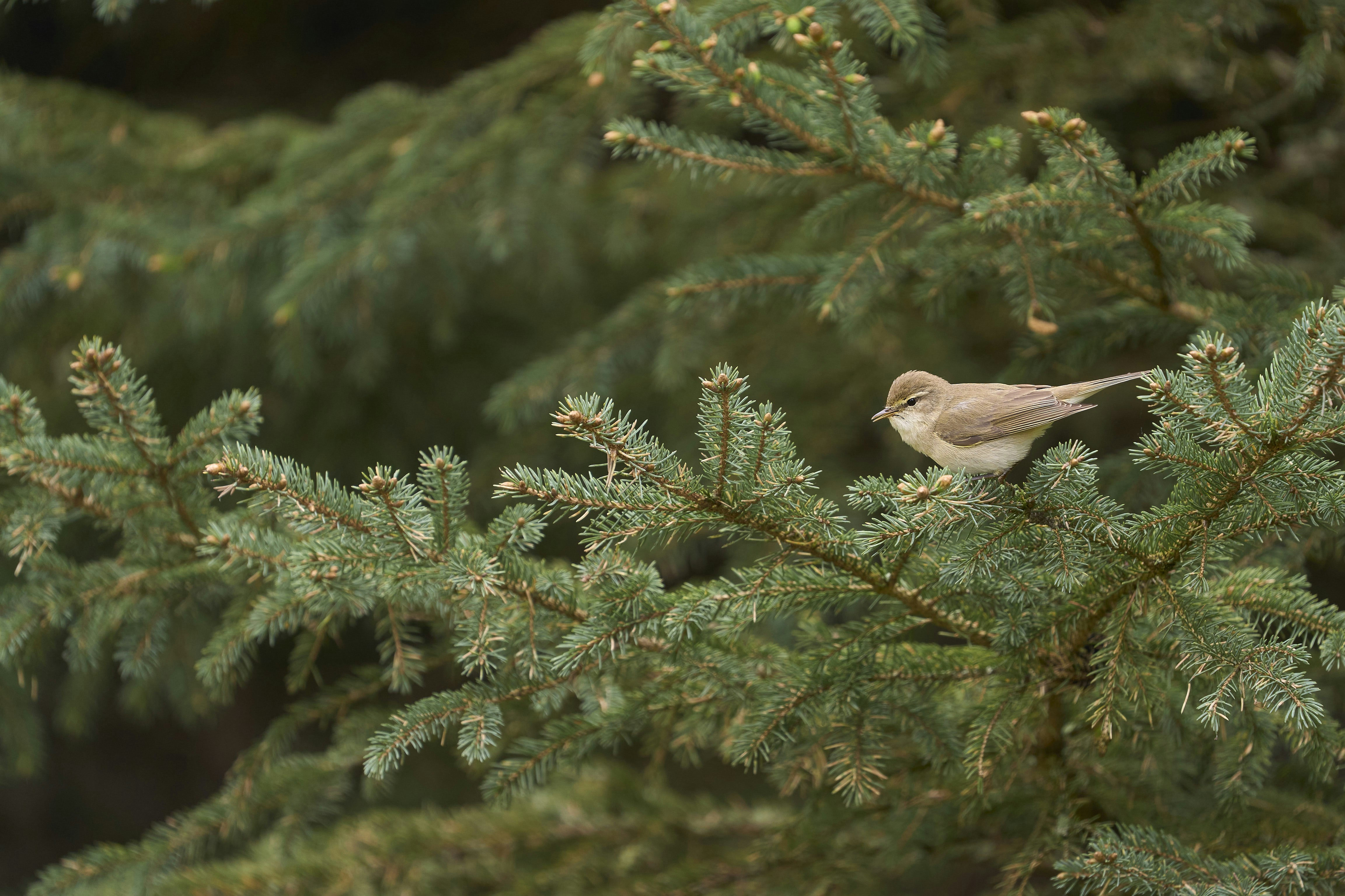 A small brown bird perches on a green conifer branch.
