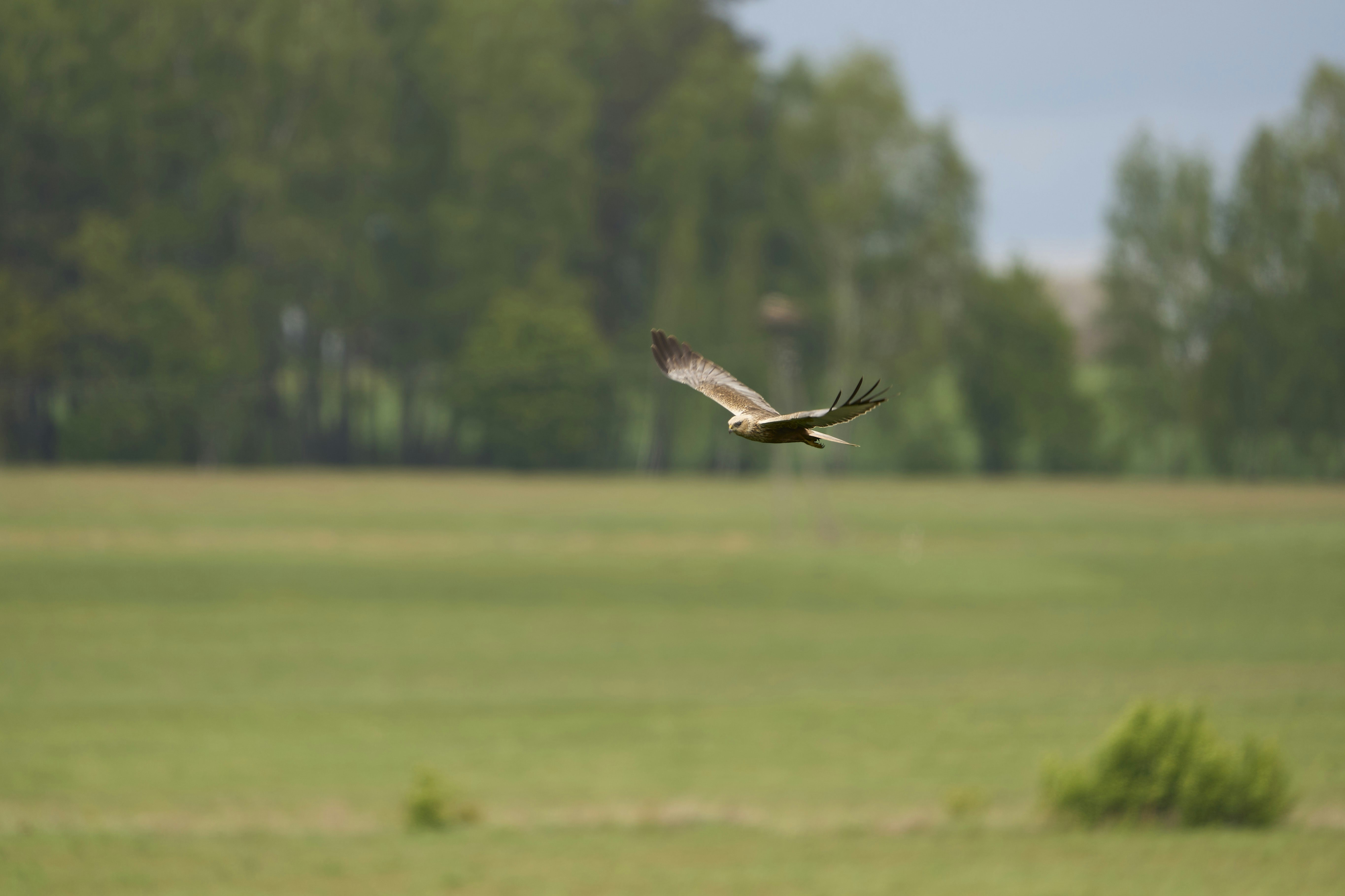 A bird of prey flies over a grassy field.
