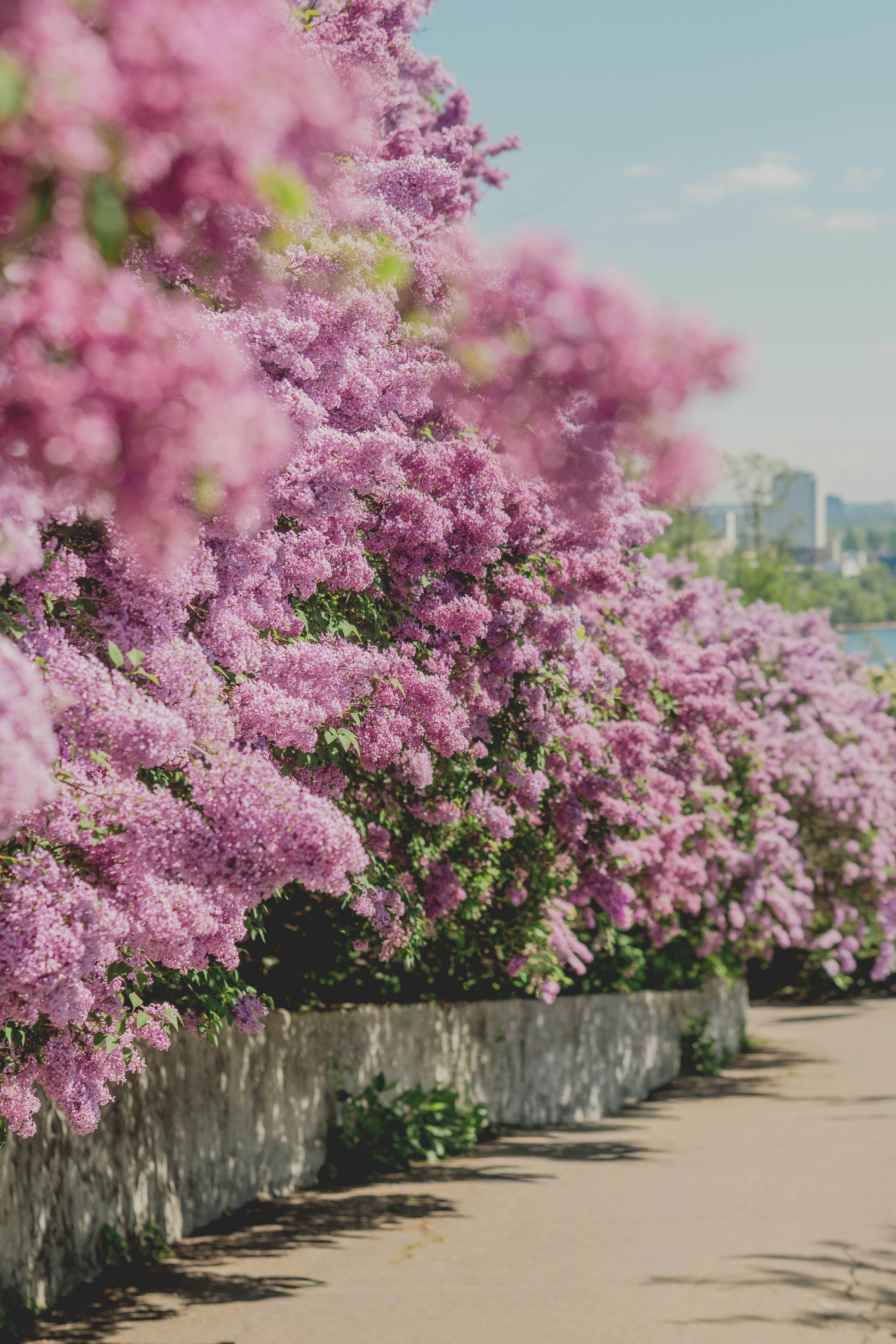 Purple lilac bushes bloom along a sunny path.