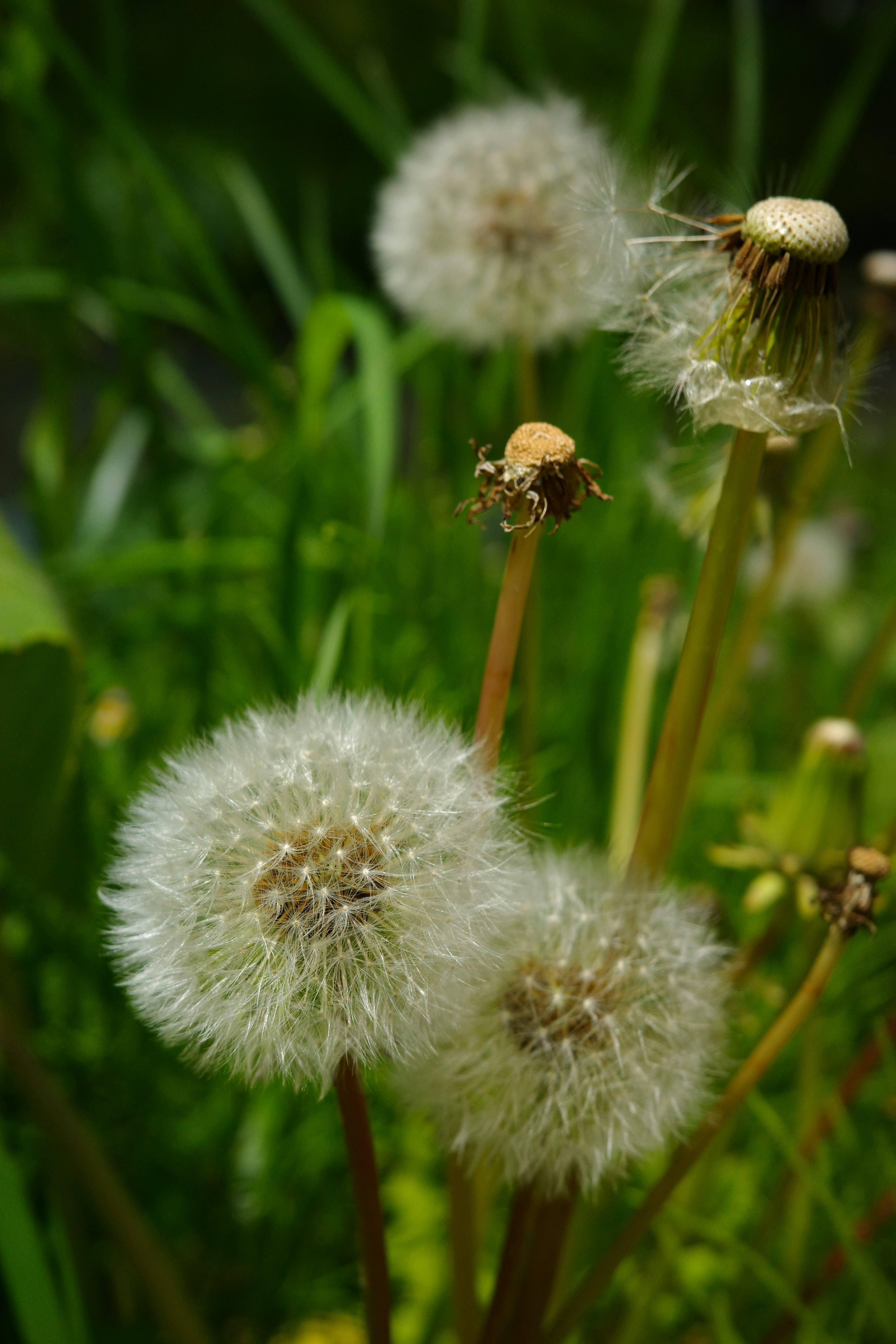 Close-up of fluffy dandelion seed heads in green grass.