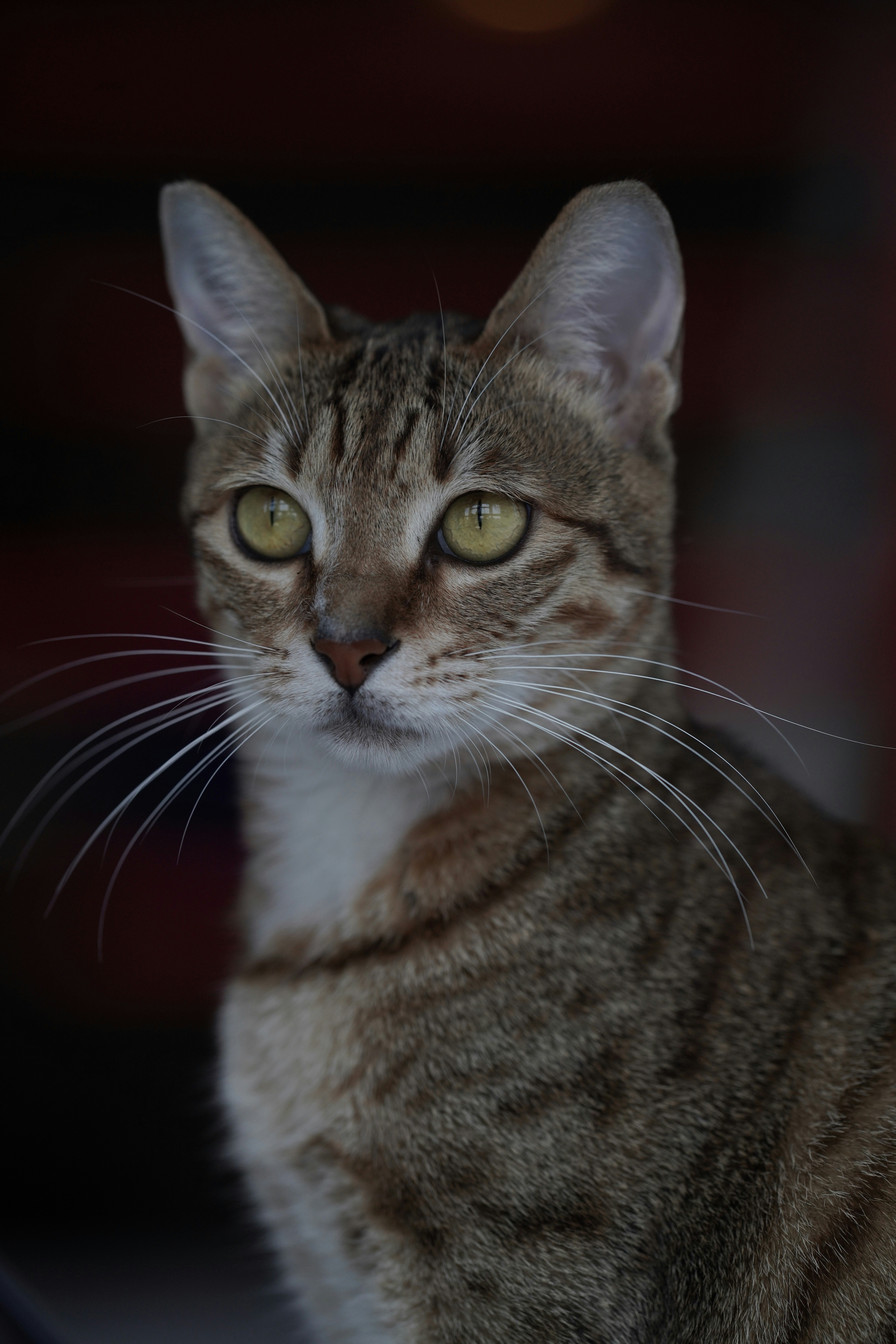 Seekor kucing tabby dengan mata kuning melihat ke depan.