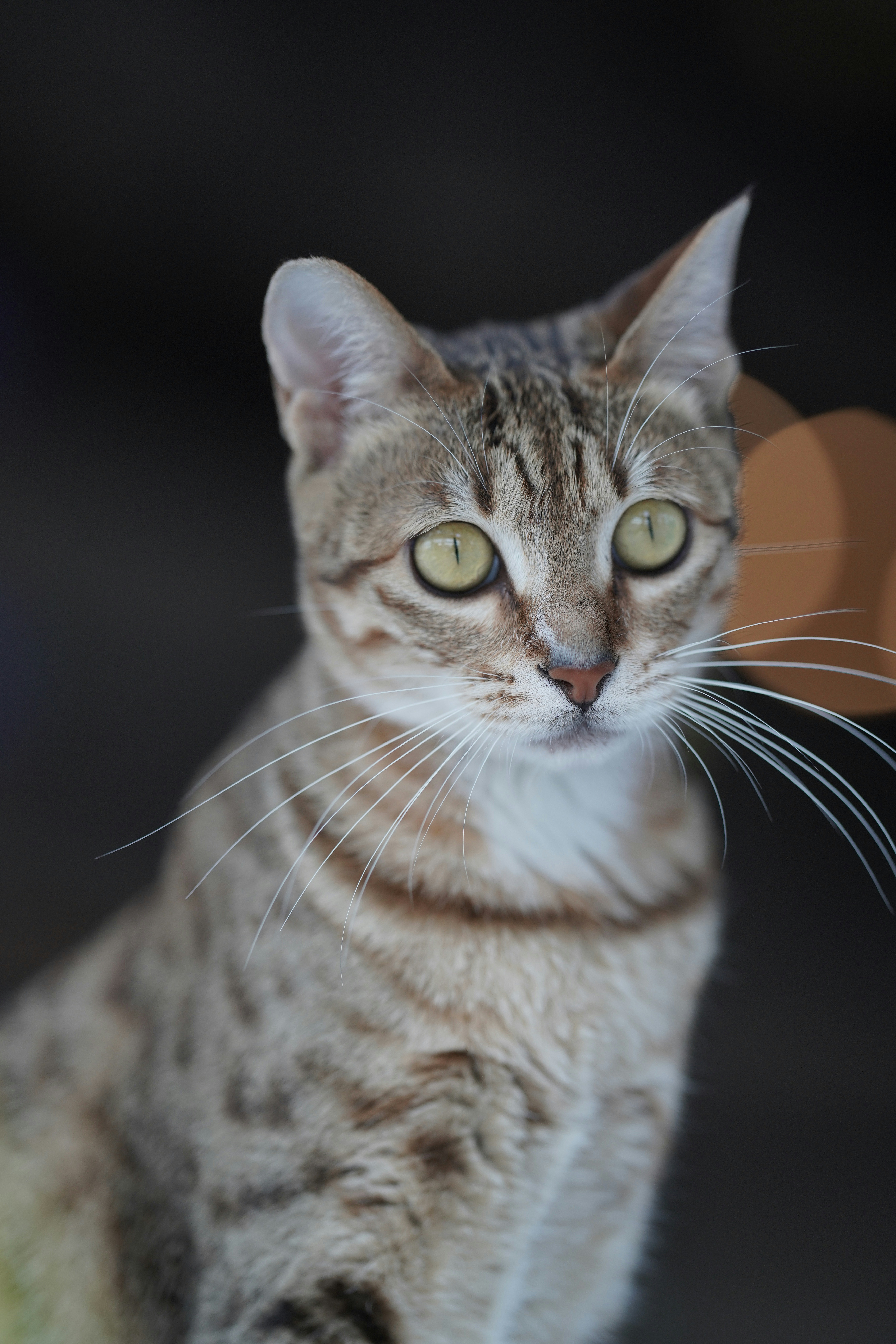 Seekor kucing tabby dengan mata hijau terlihat waspada.