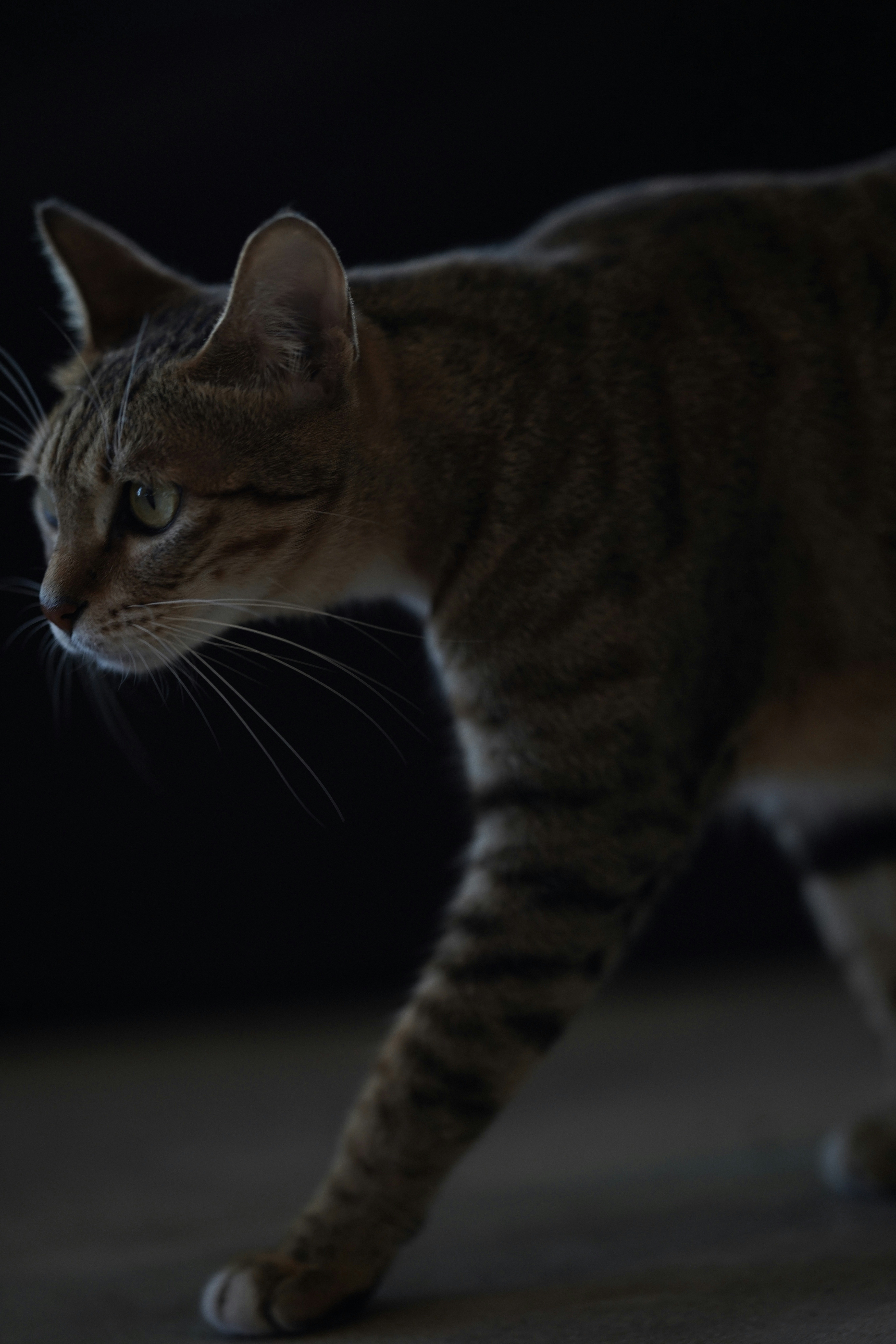 Seekor kucing tabby berjalan dengan latar belakang gelap