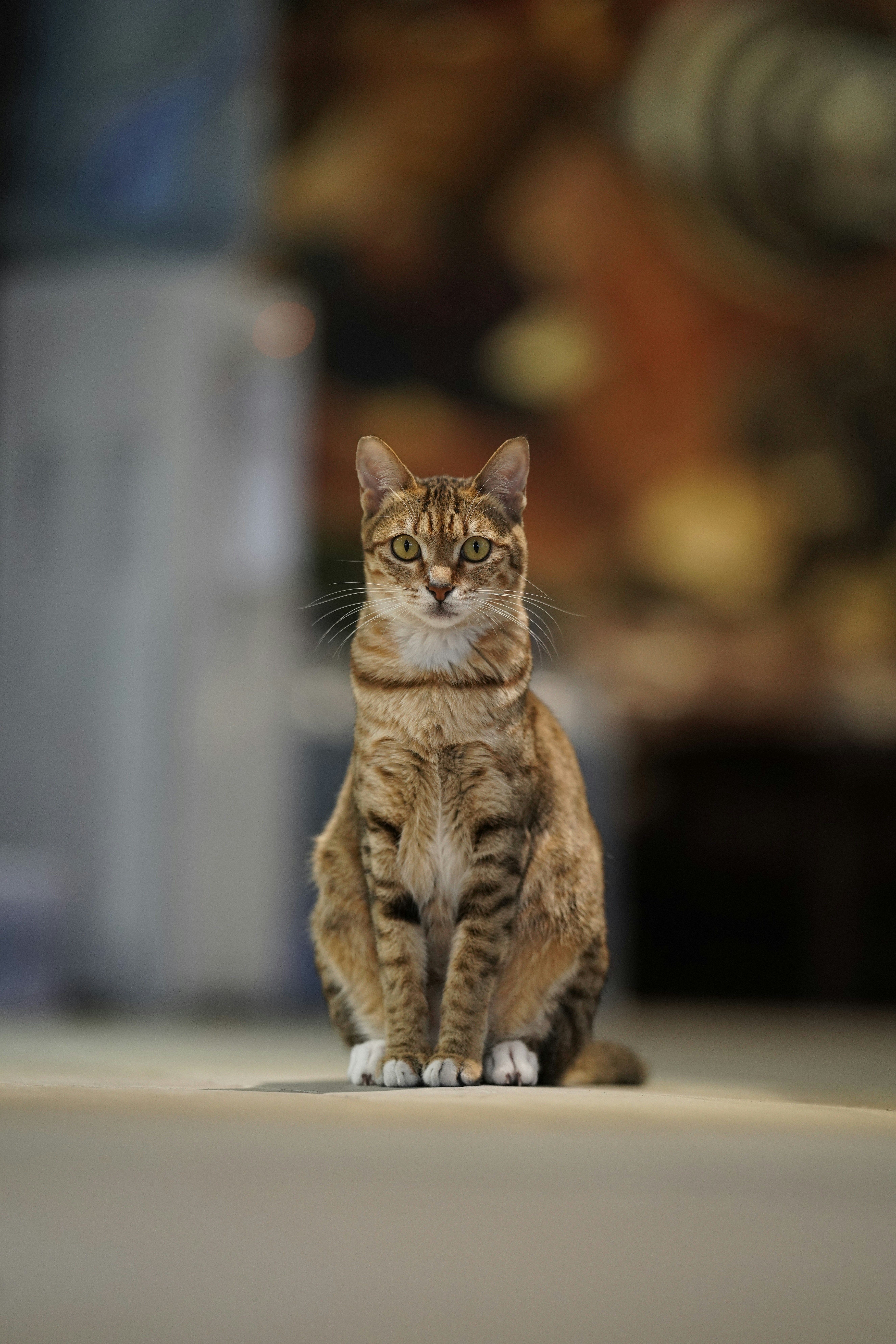 Seekor kucing tabby duduk dengan penuh perhatian di lantai