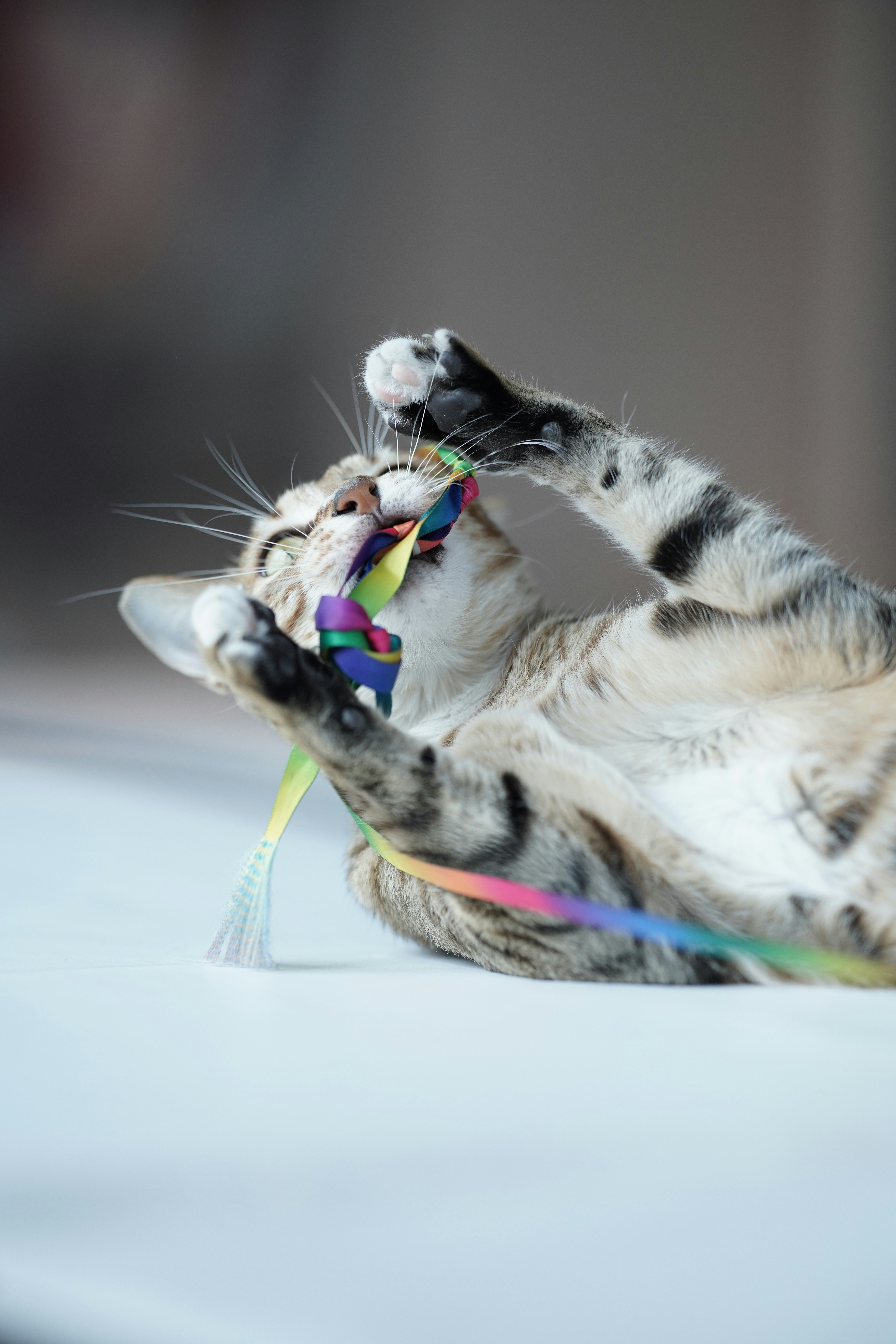 Seekor kucing tabby bermain dengan mainan pita berwarna-warni.