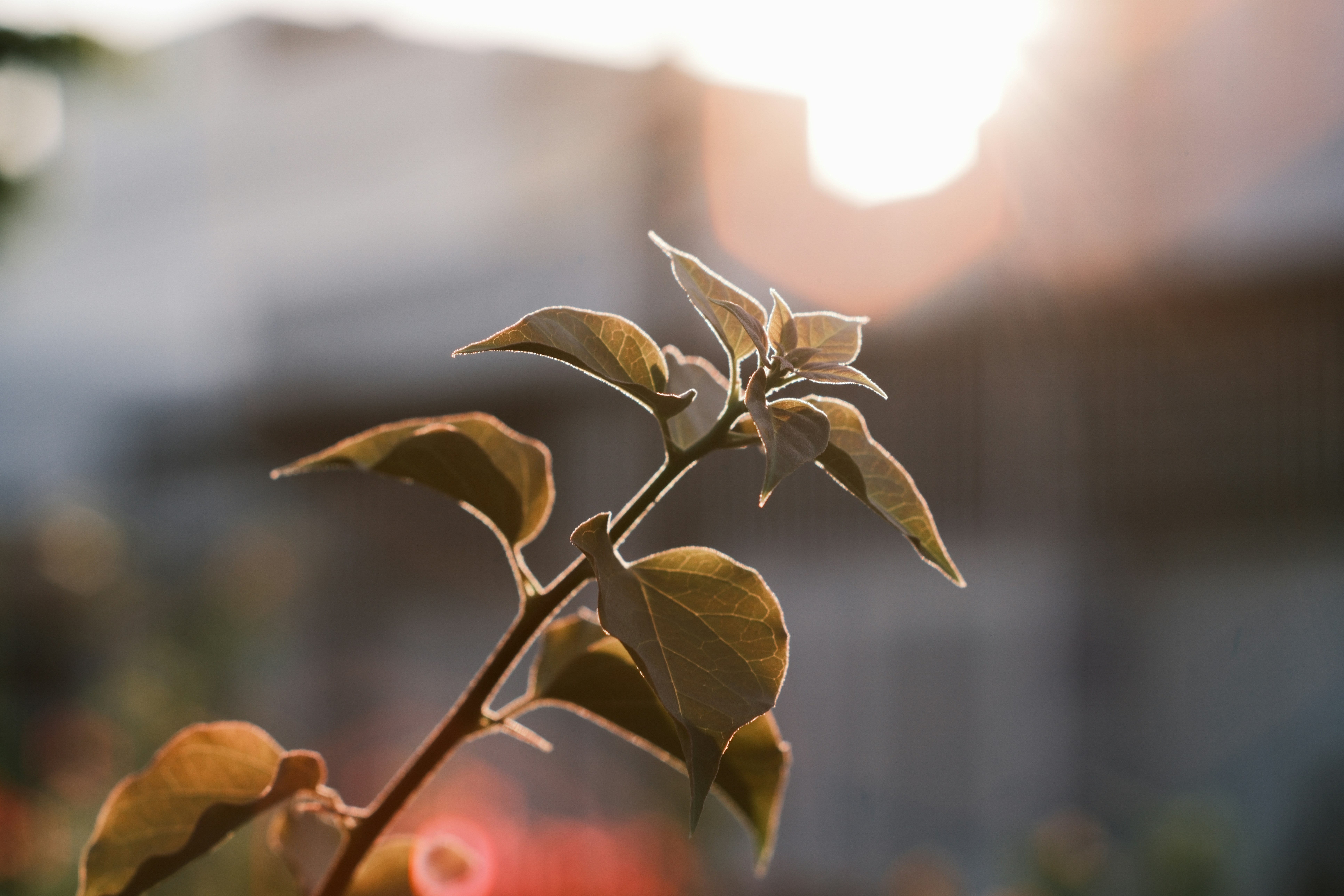 Sunlight shining through leaves on a branch