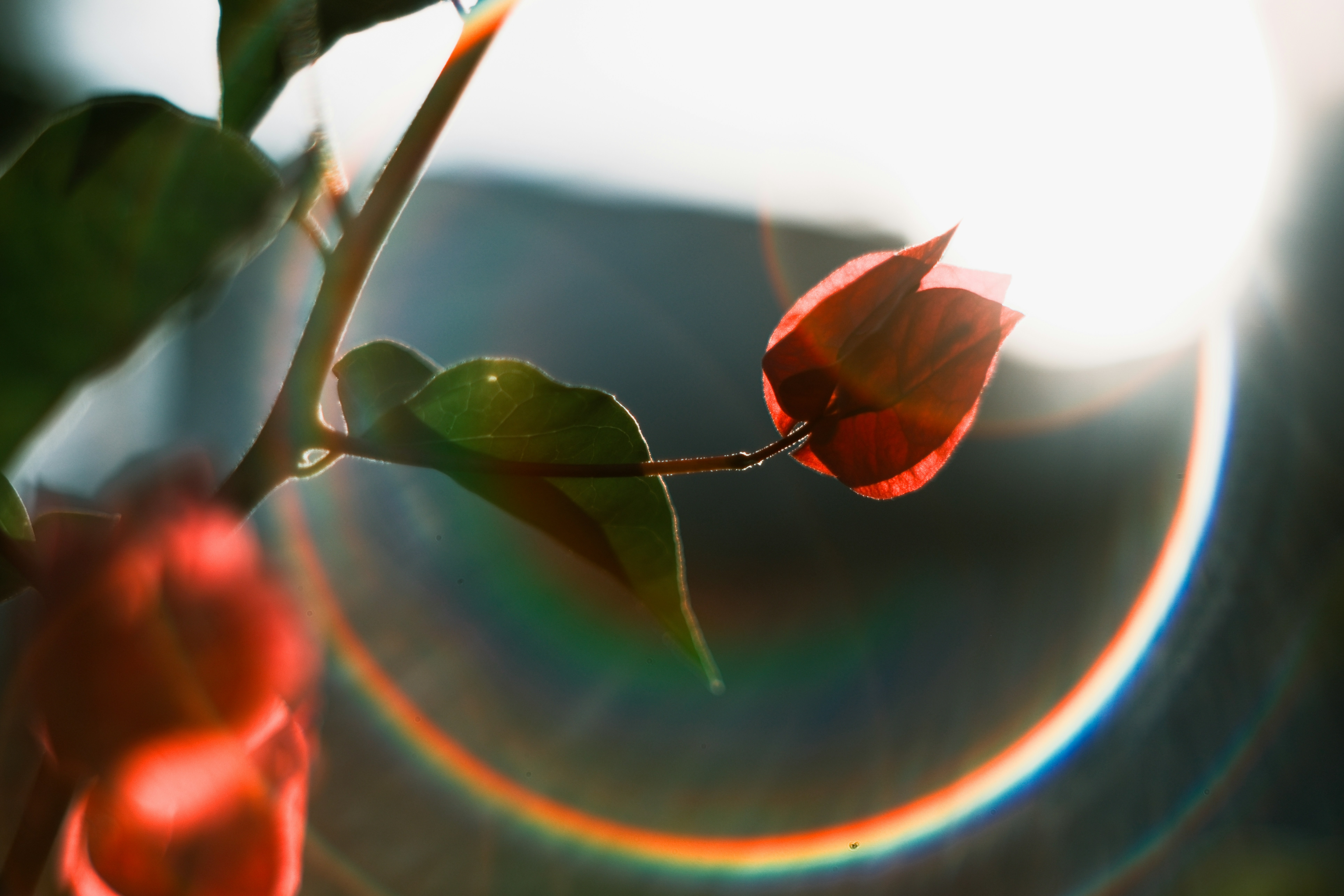 A delicate red flower bathed in sunlight with lens flare.