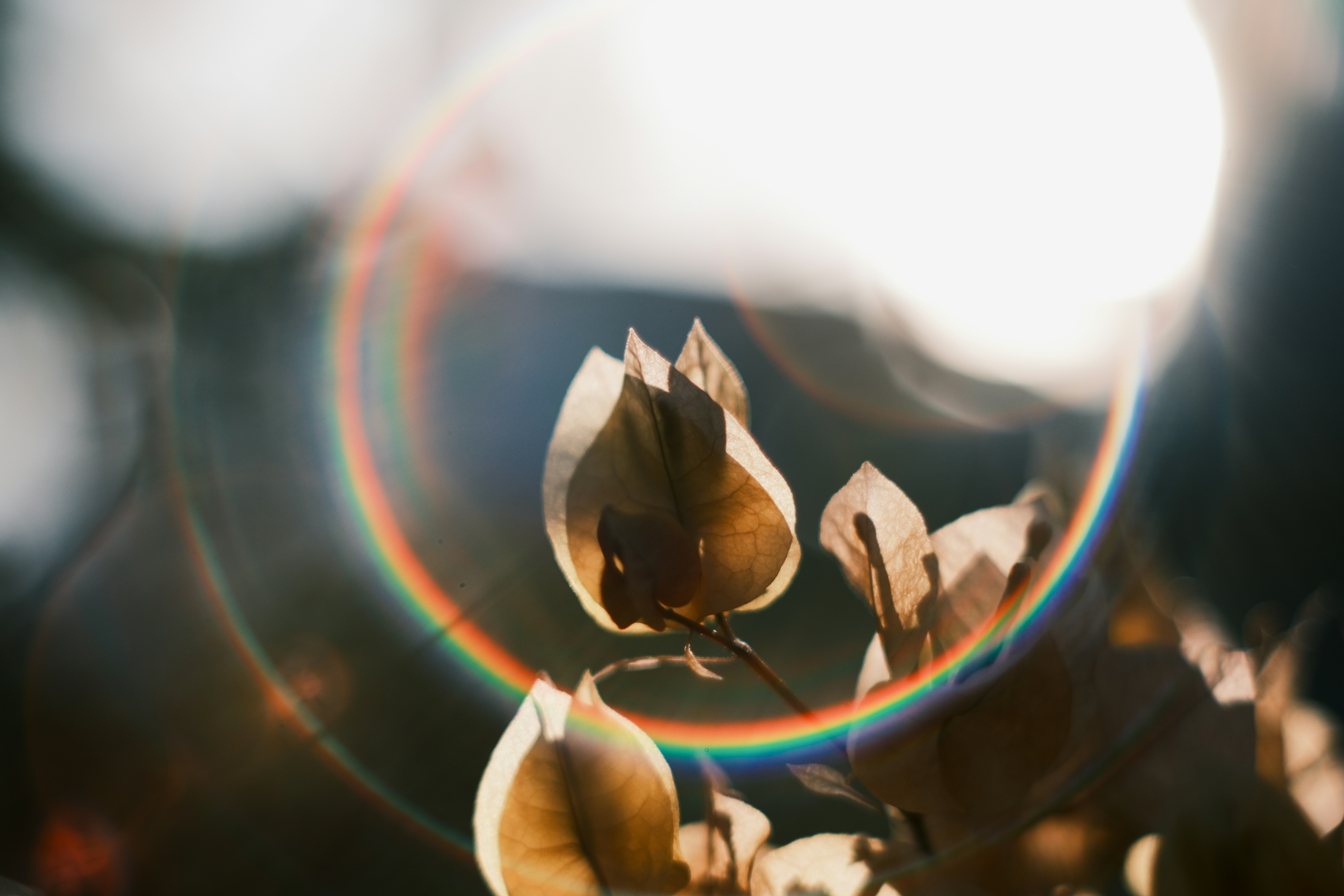 Dried seed pods backlit by bright sun with lens flare.