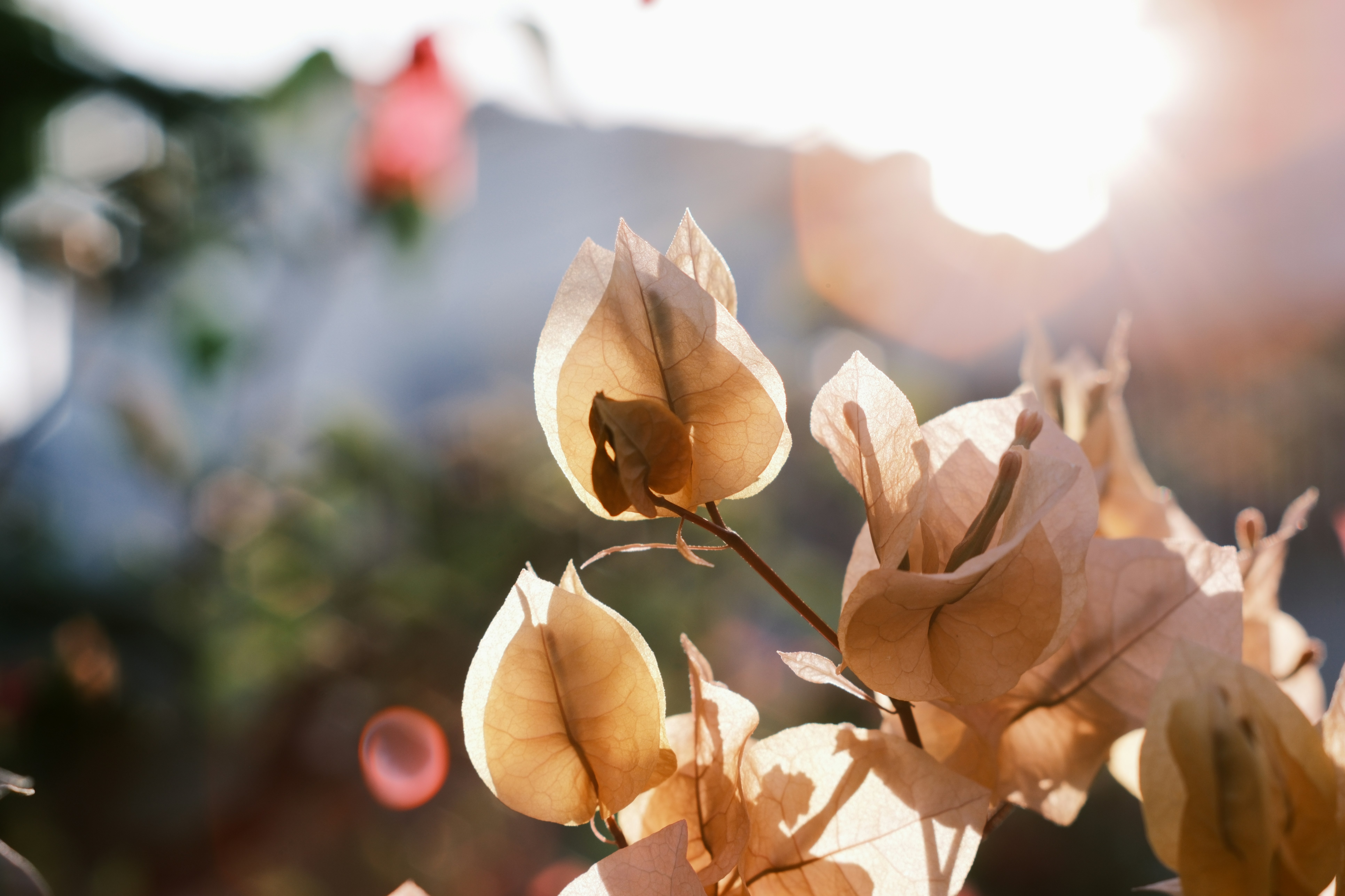 Delicate dried flowers backlit by warm sunlight.