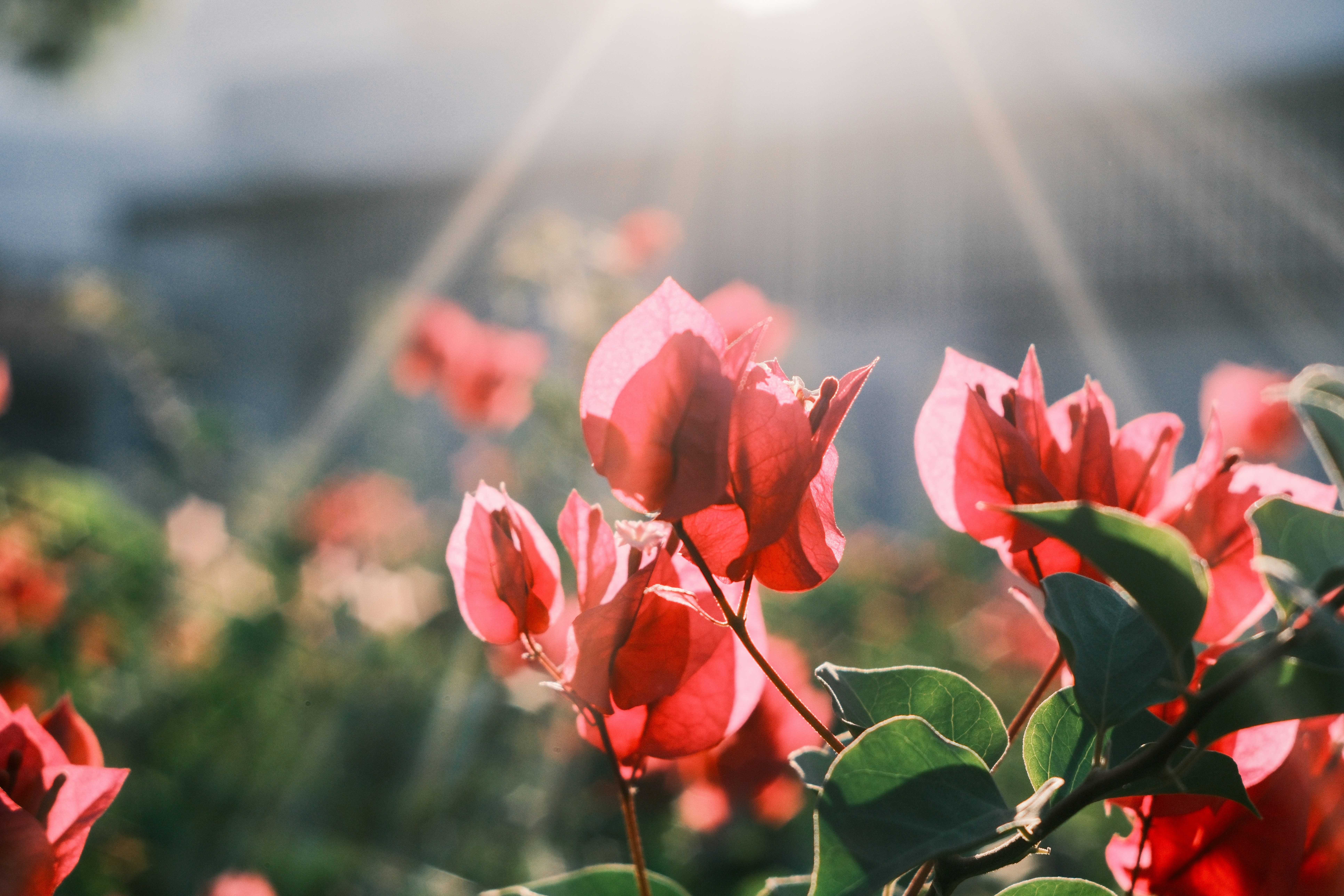 Pink bougainvillea flowers glowing in sunlight