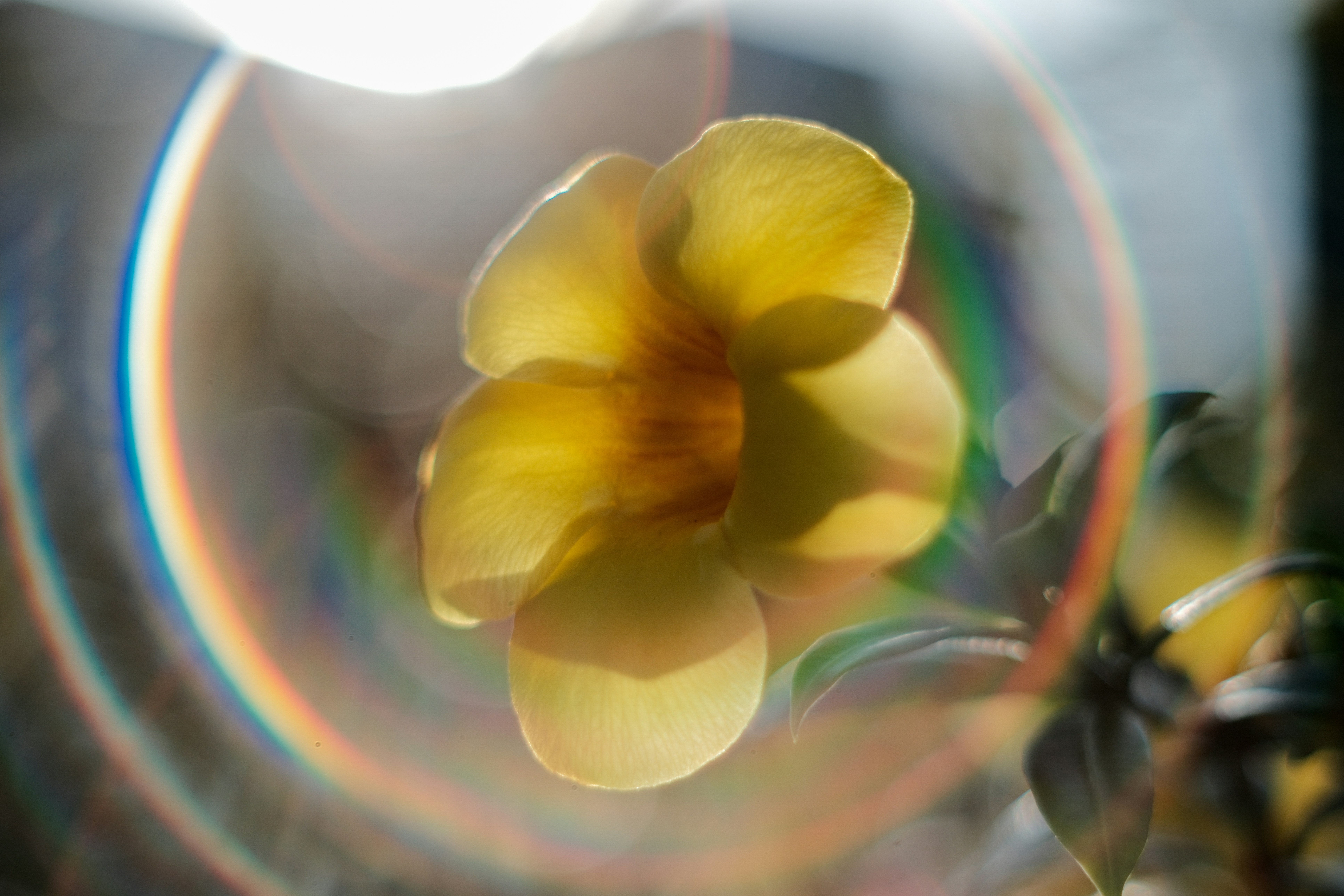 A yellow flower with lens flare
